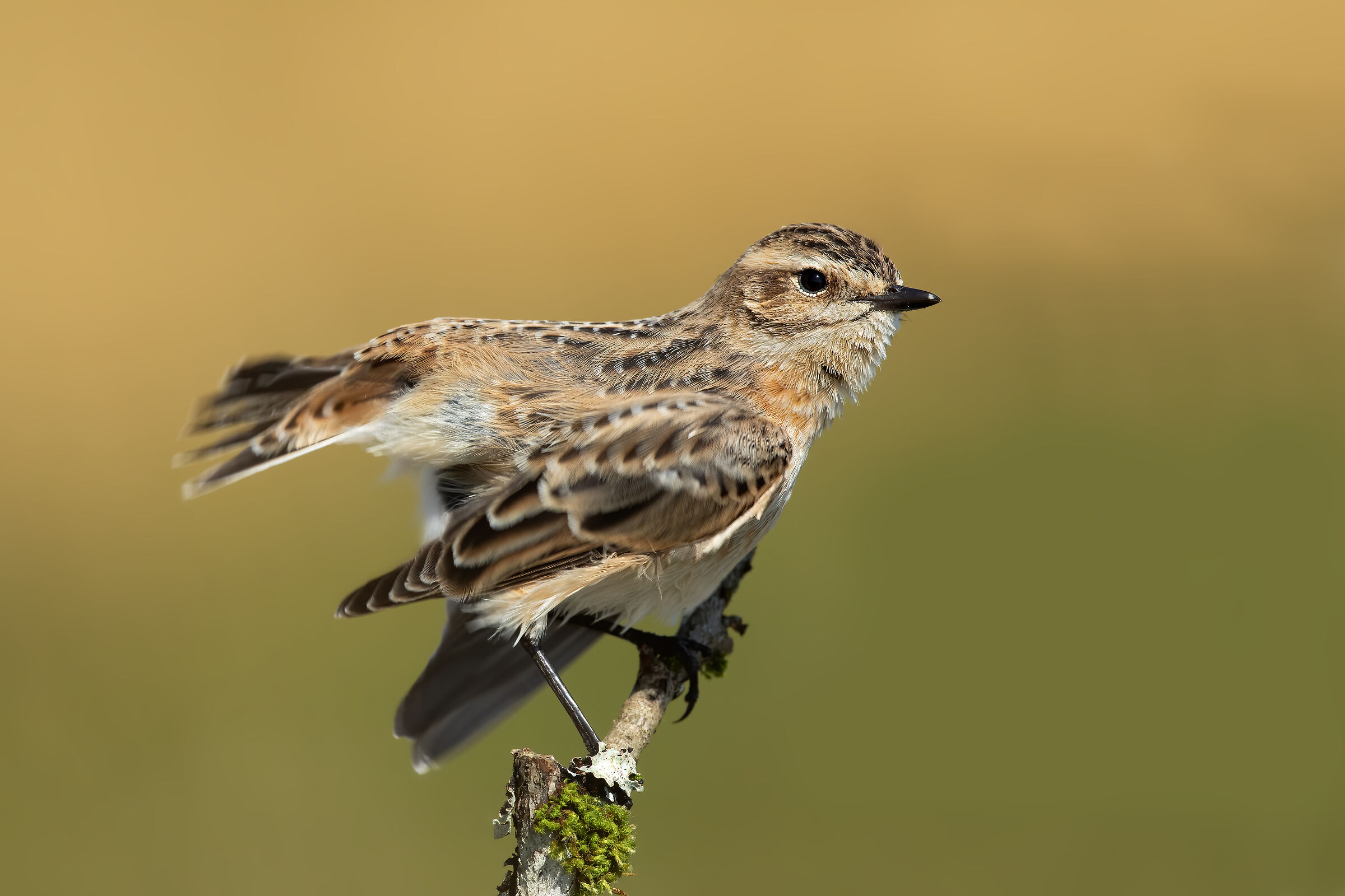 Scrollatina dopo il bagno