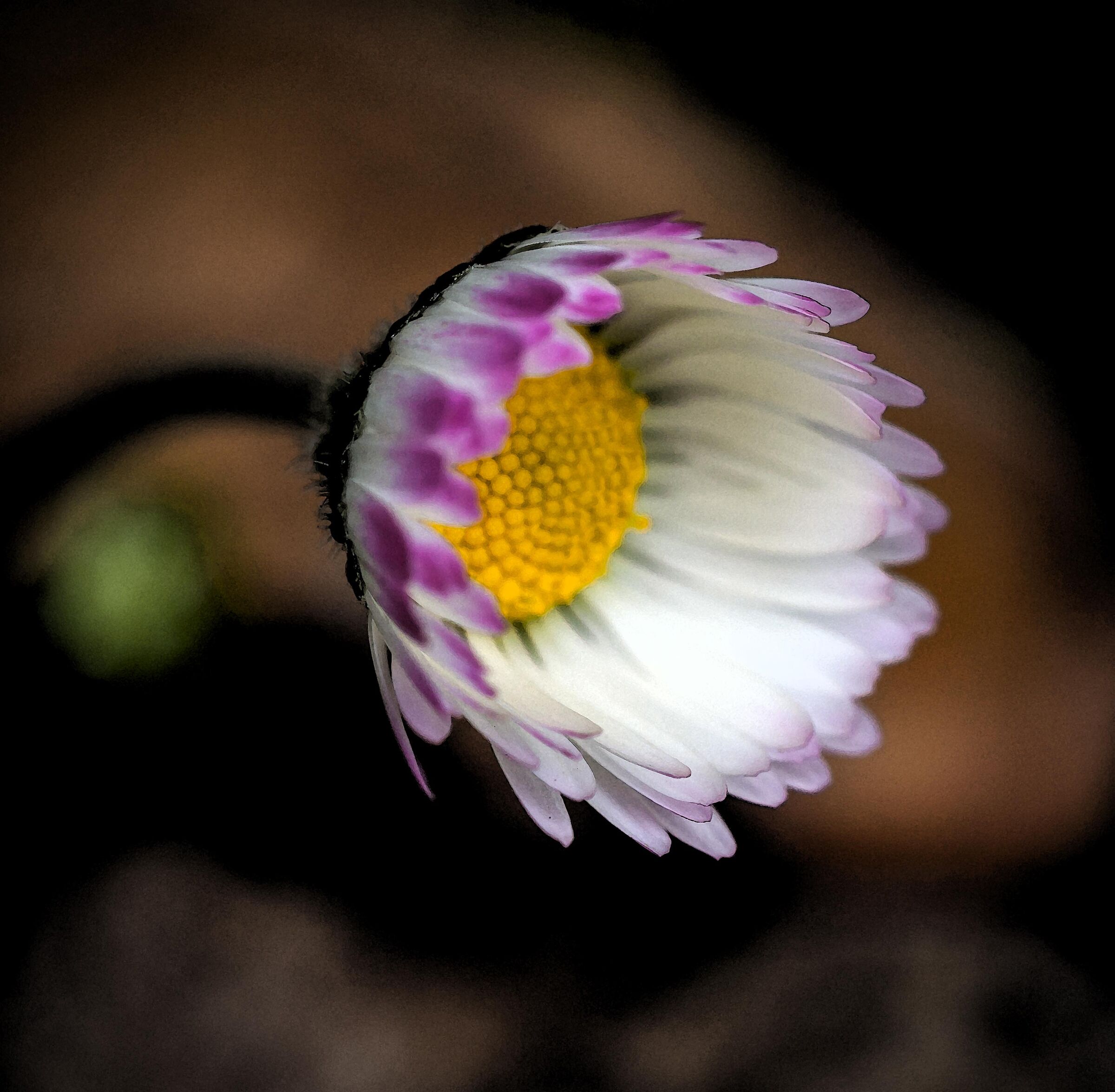 Little daisy