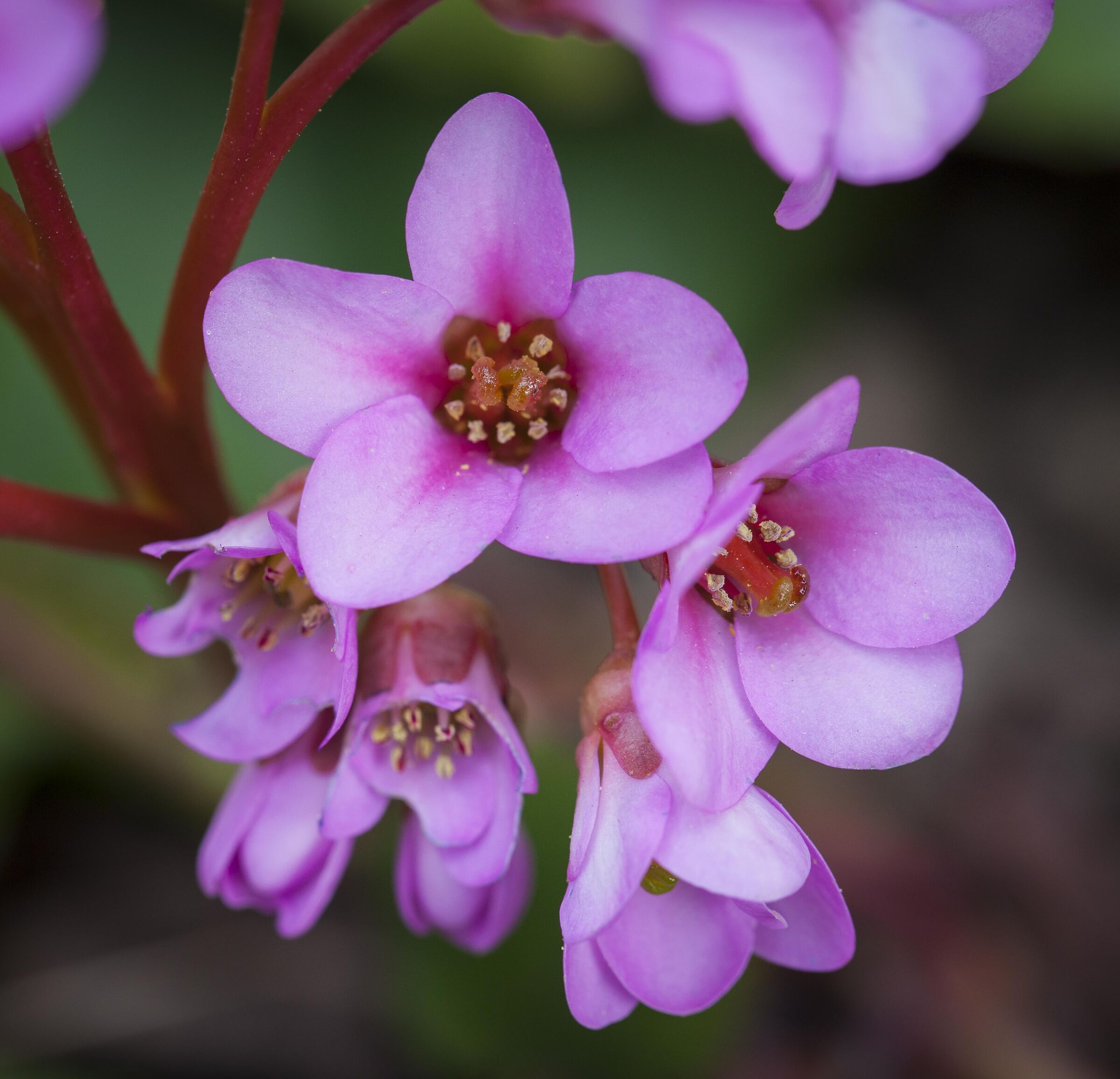 Pink flowers