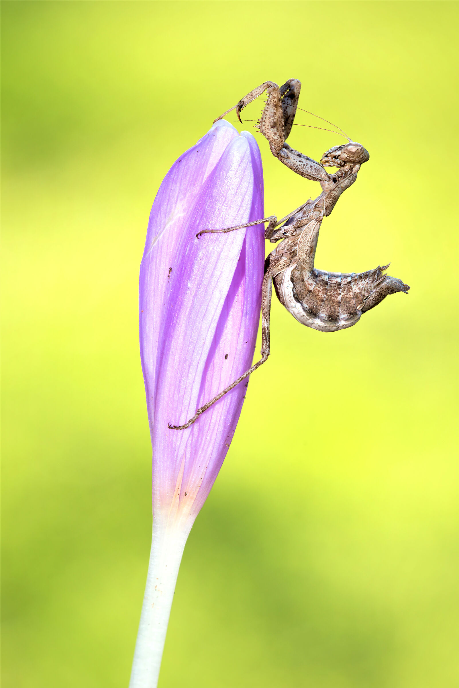 Ameles spallanzania(Rossi, 1792)