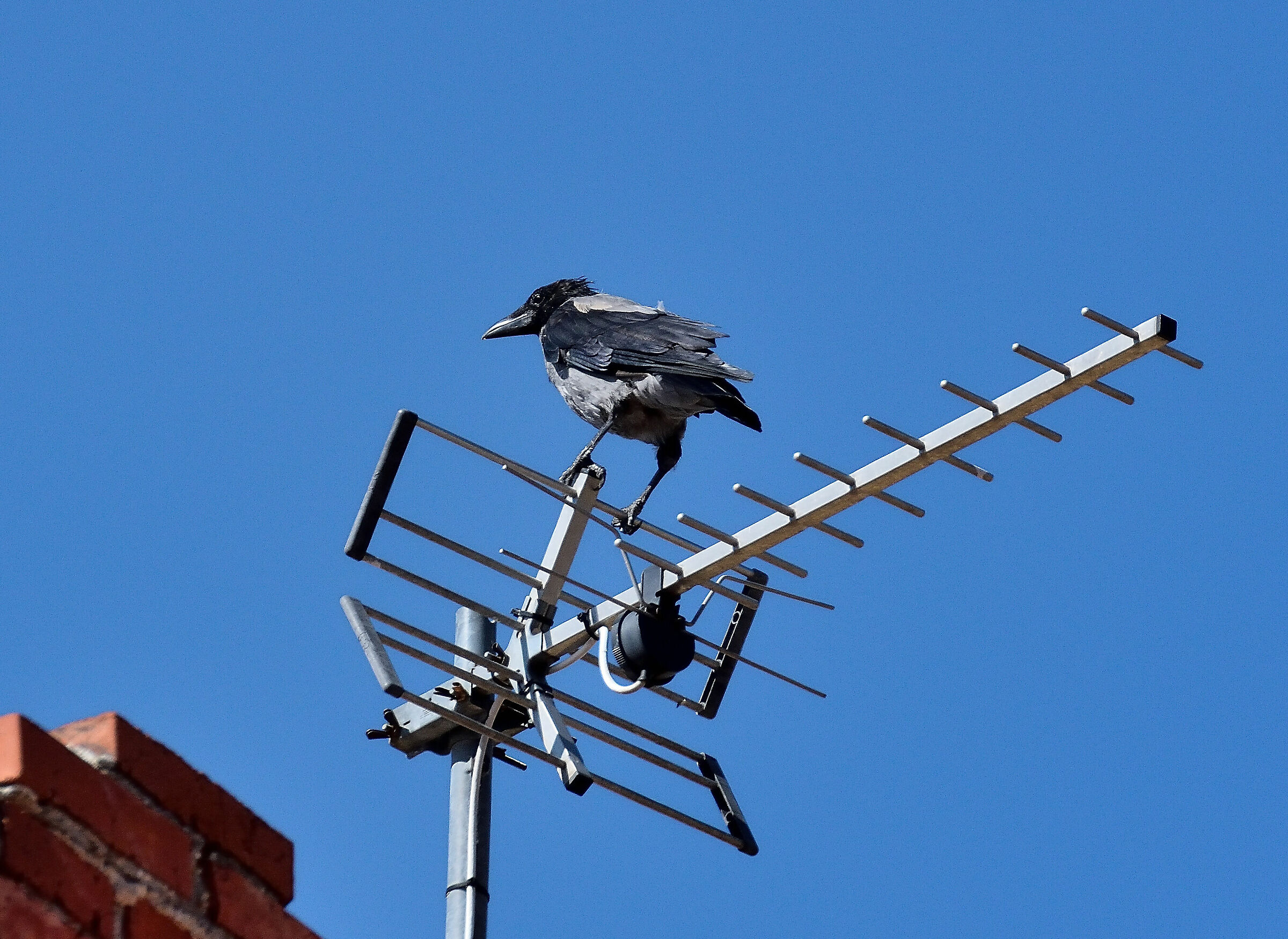 Cornacchia spellacchiata