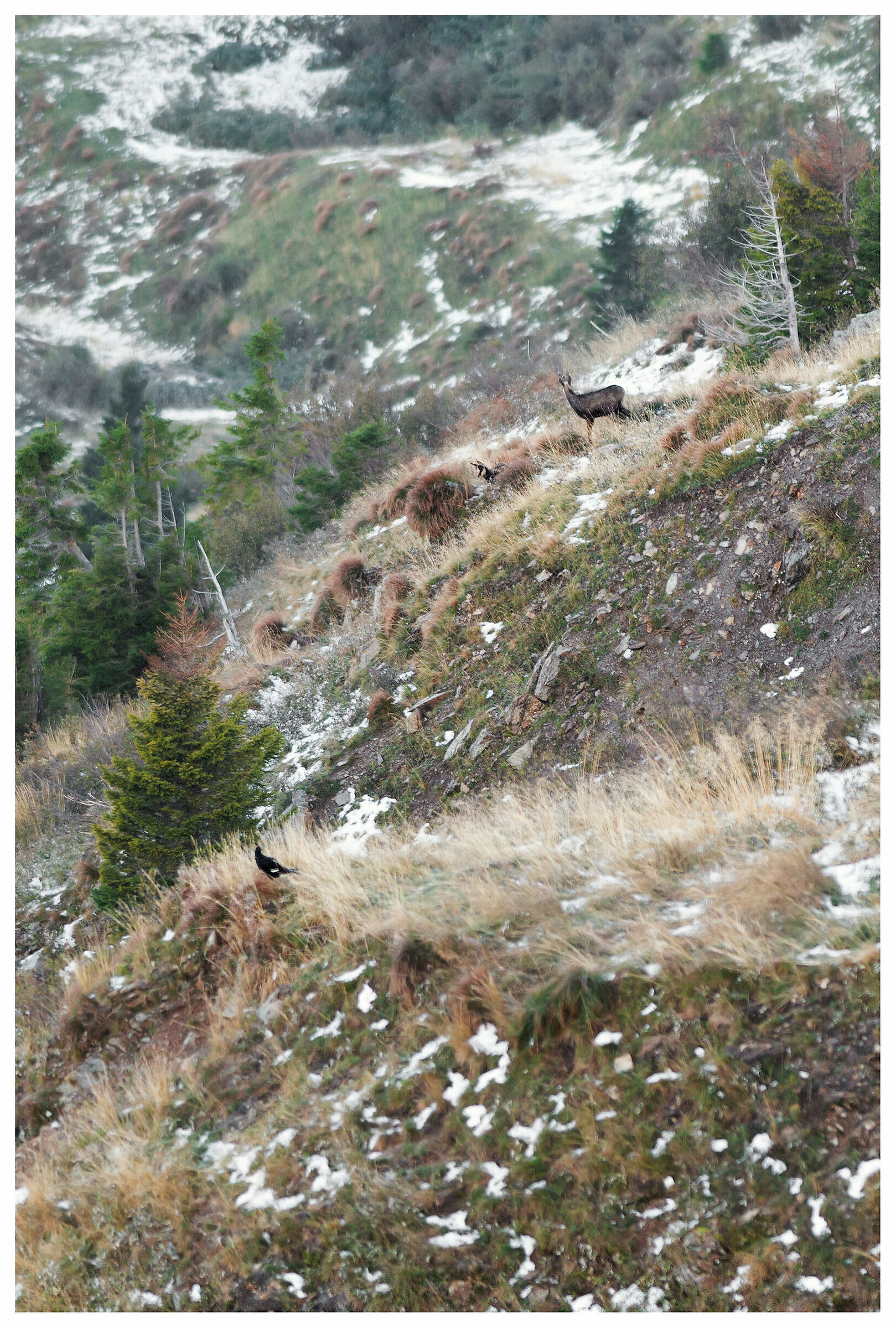 Wild Carnia. Gallo Forcello e camosci.