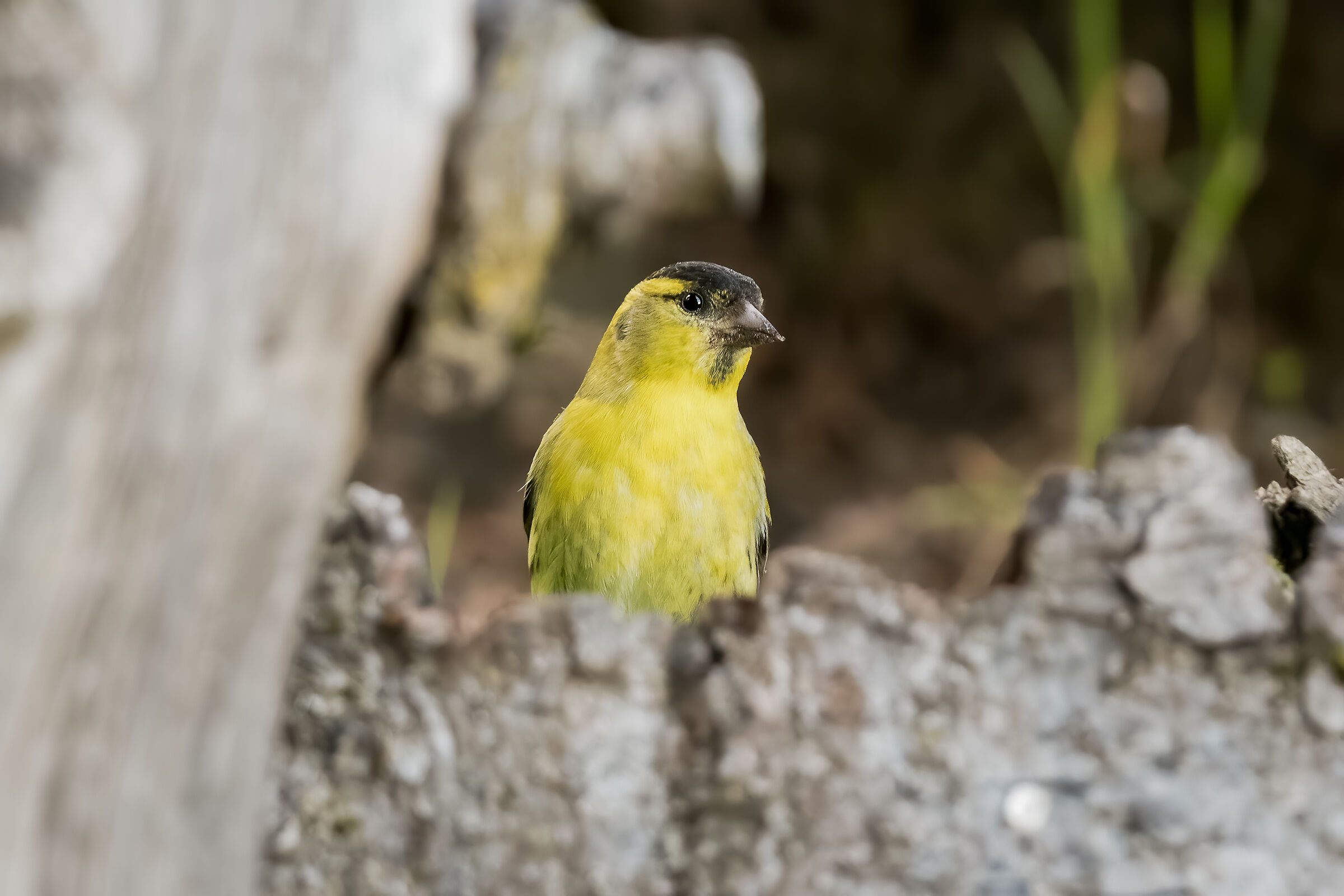 Lucherino all'abbeverata