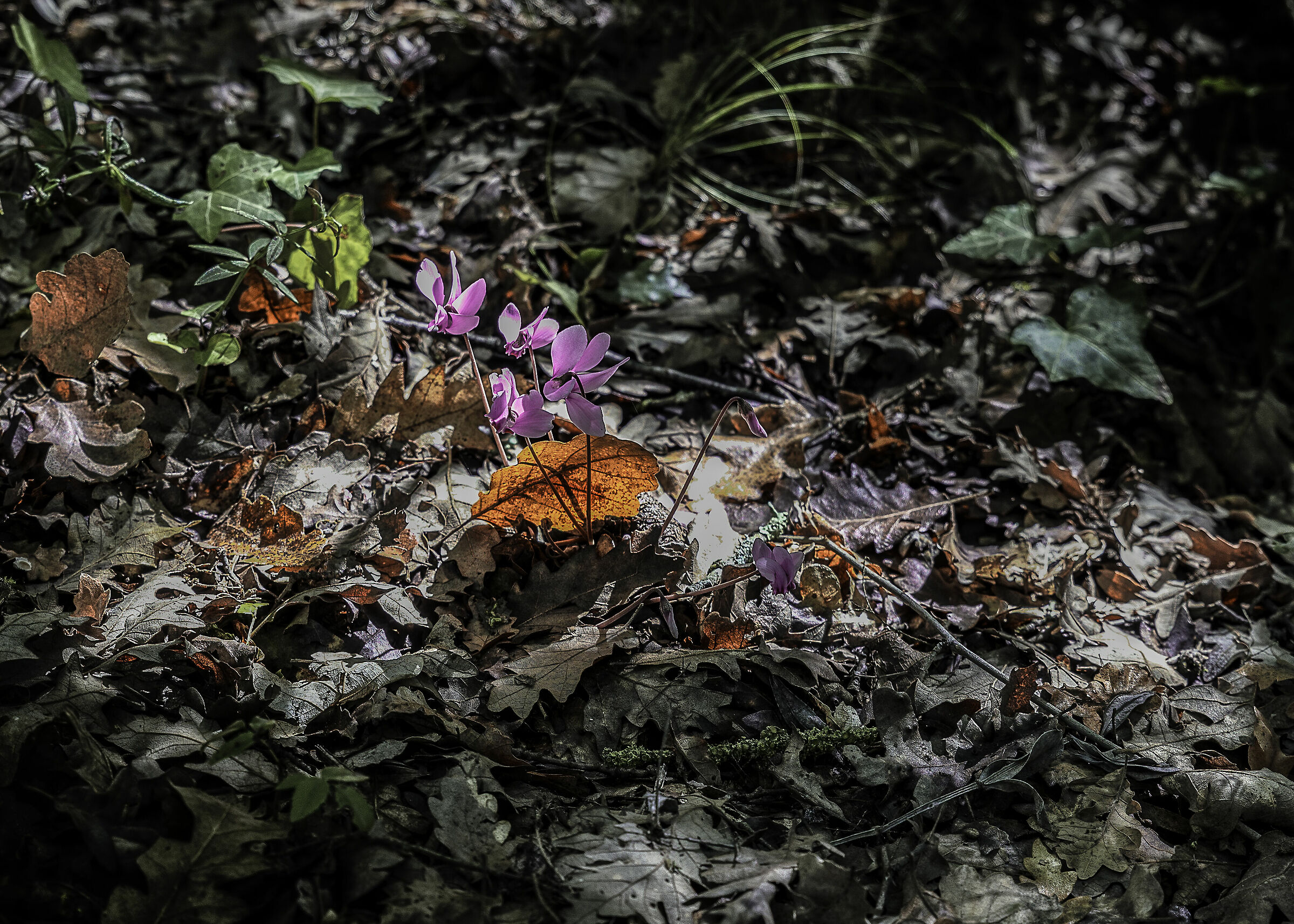 sottobosco autunnale