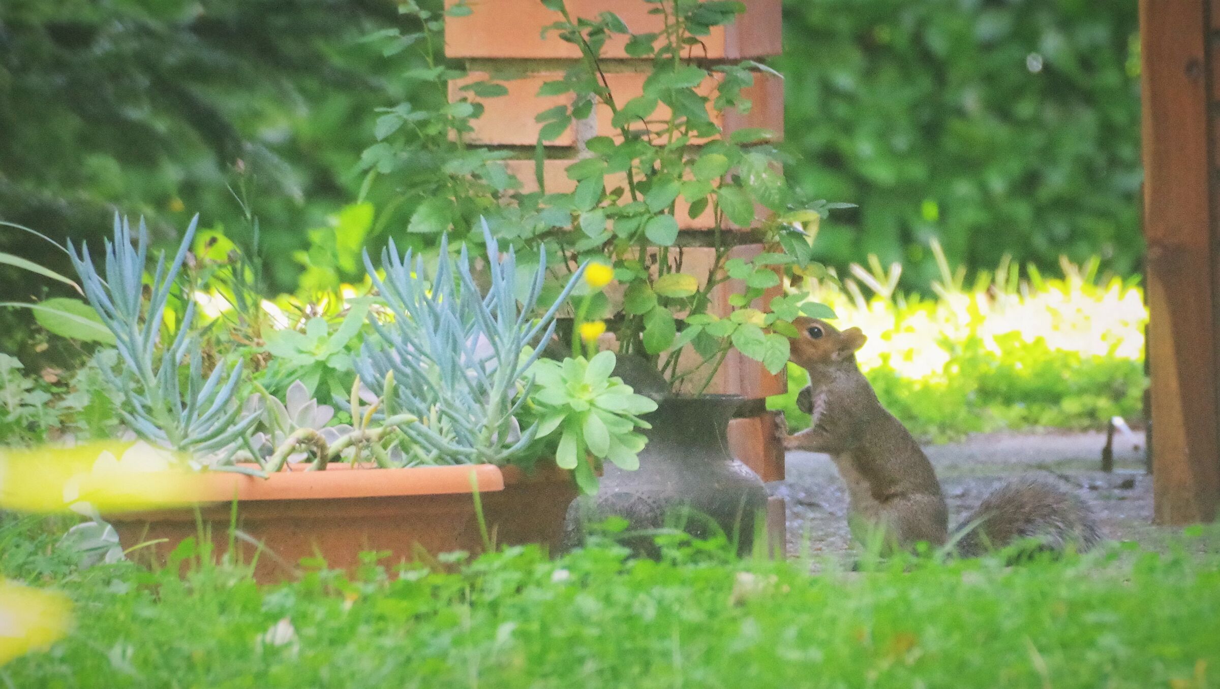 Flowers... what a passion