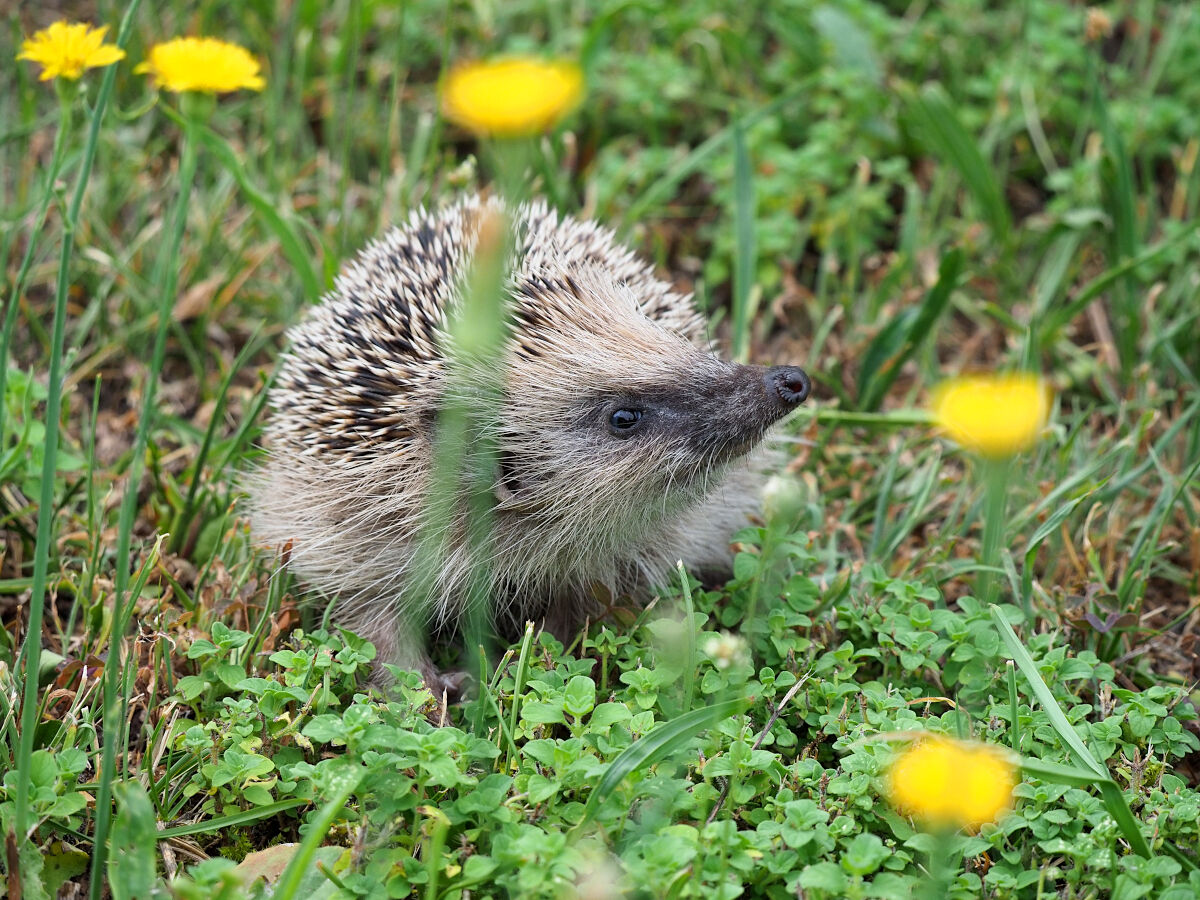 A walk among the flowers before the long sleep!!