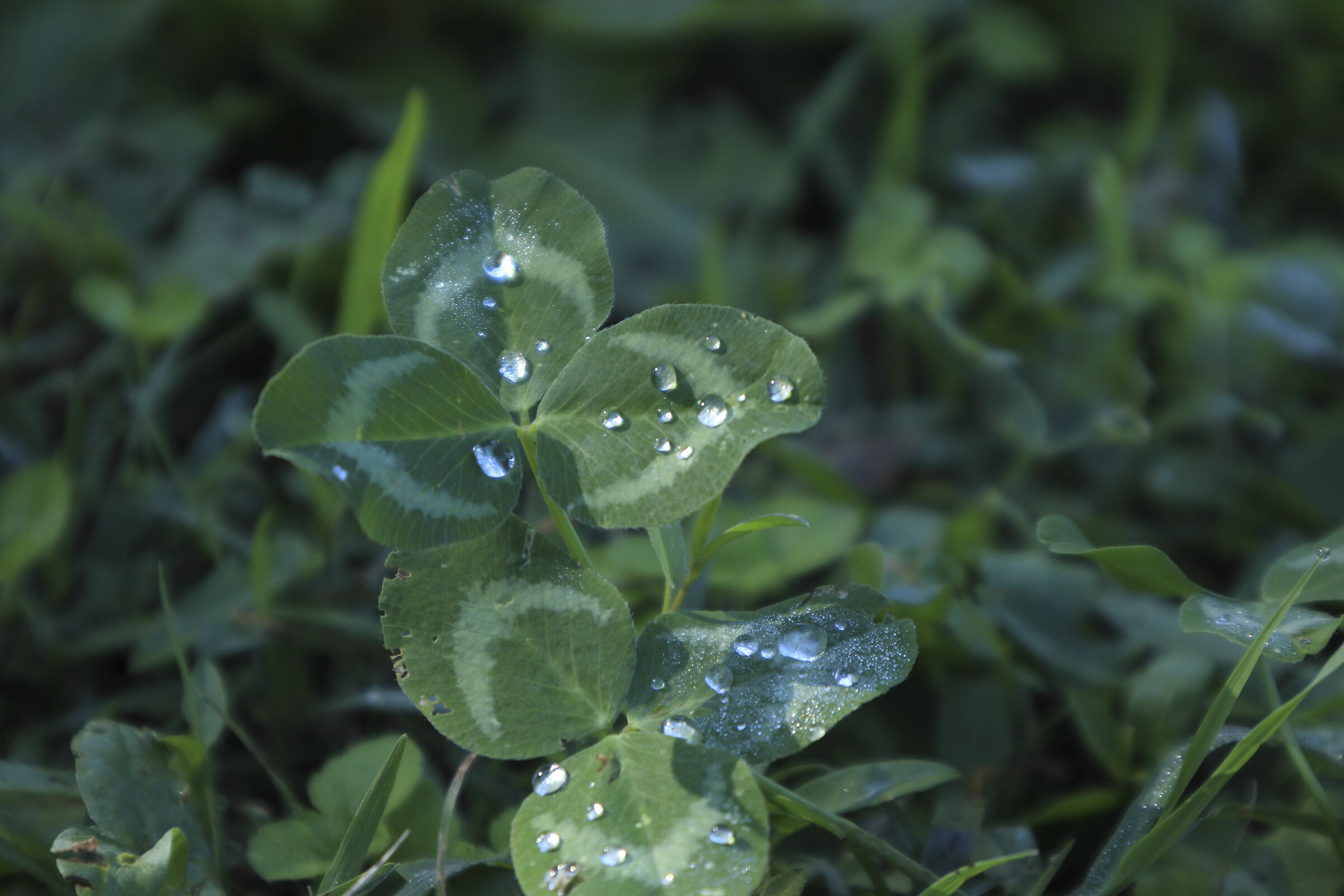 Wet clover