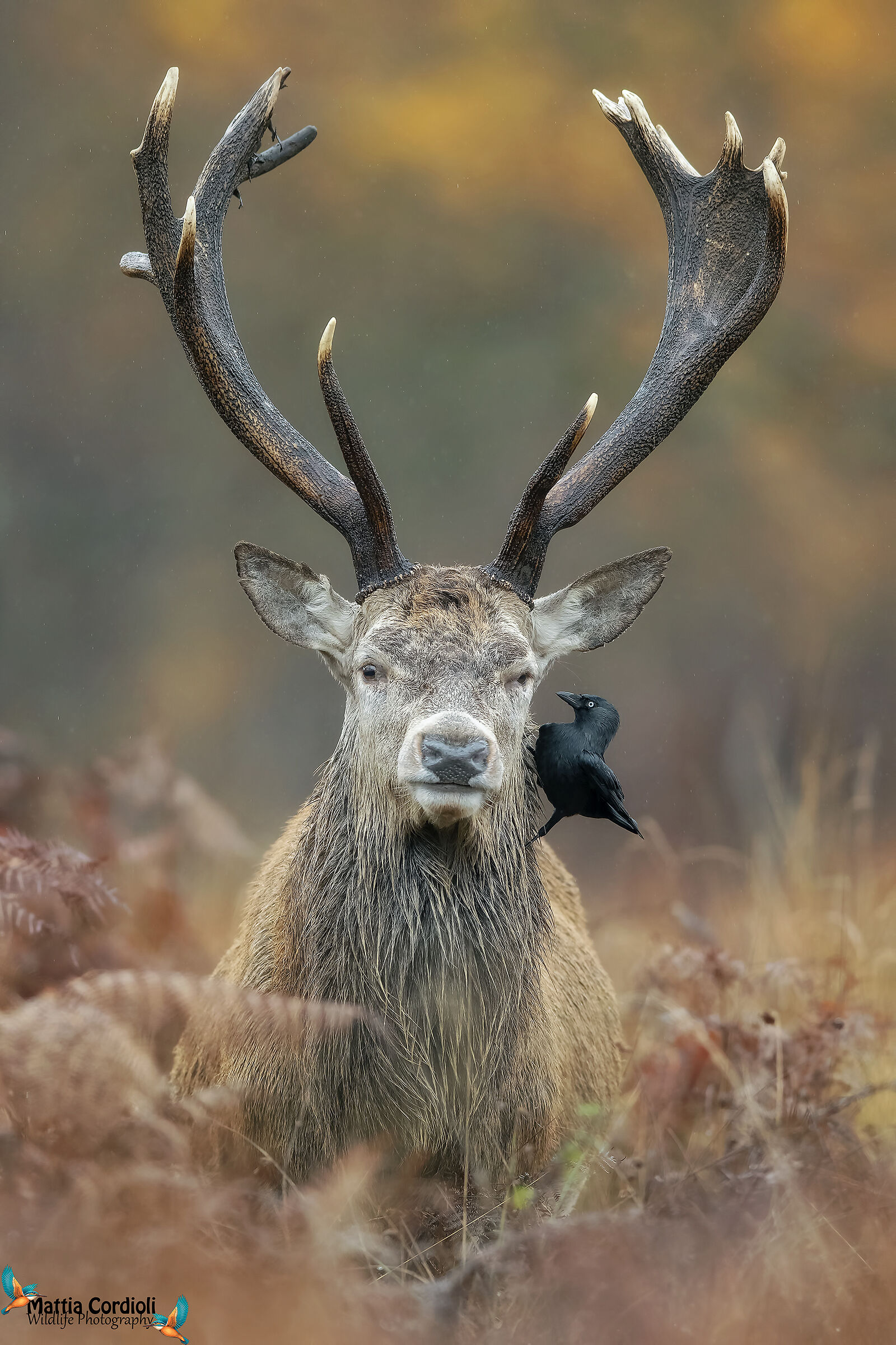 the king of deer