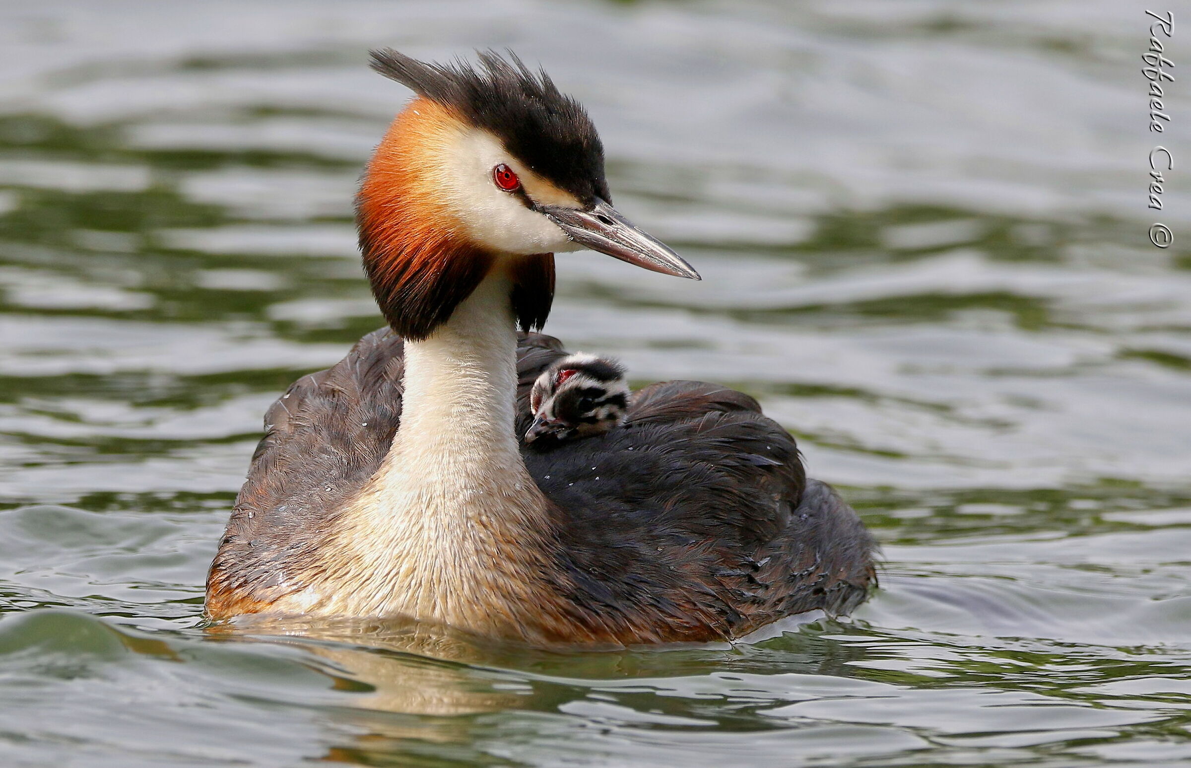 Major Svasso with Pullo