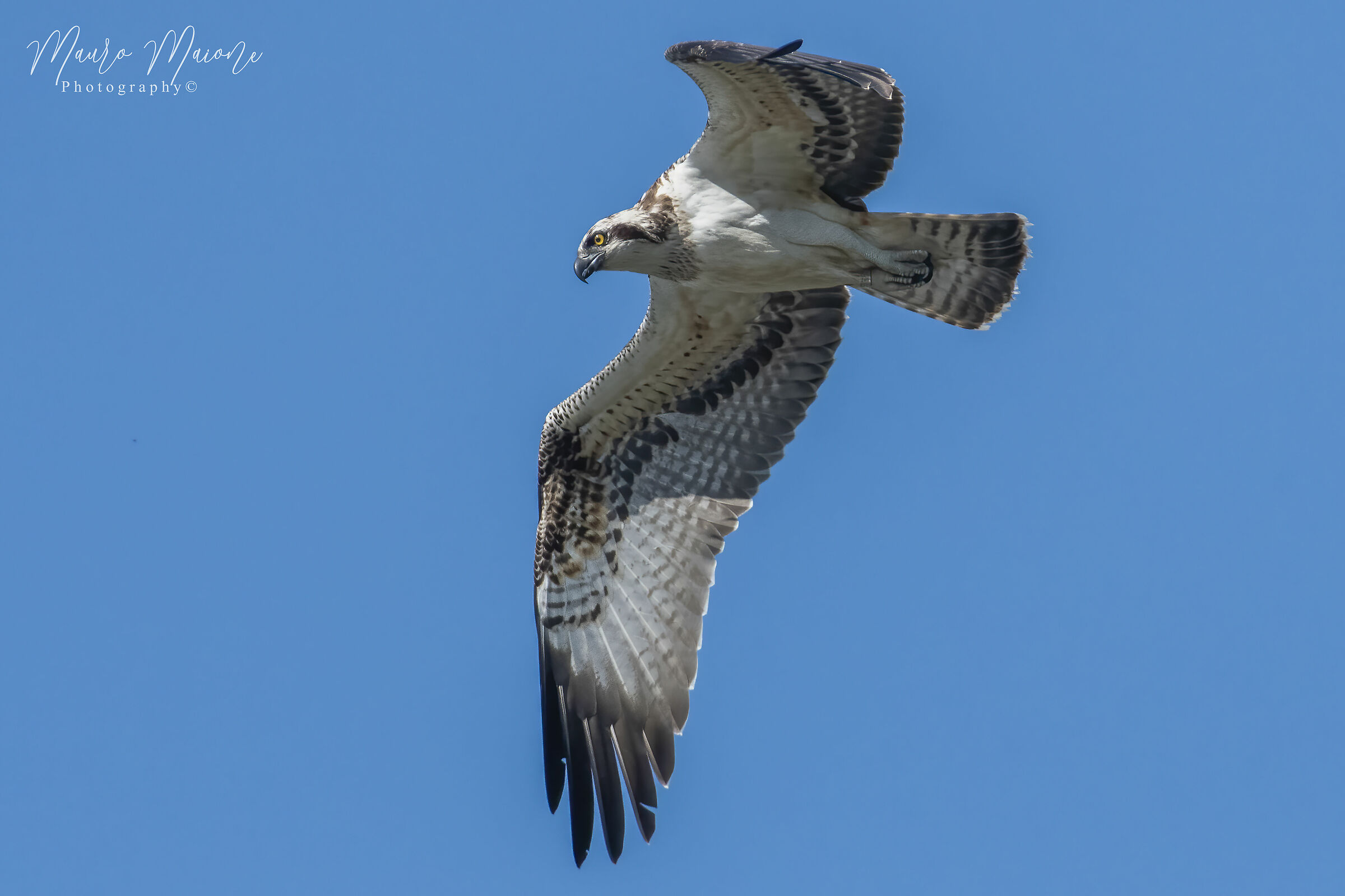 Pandion haliaetus (falco pescatore)
