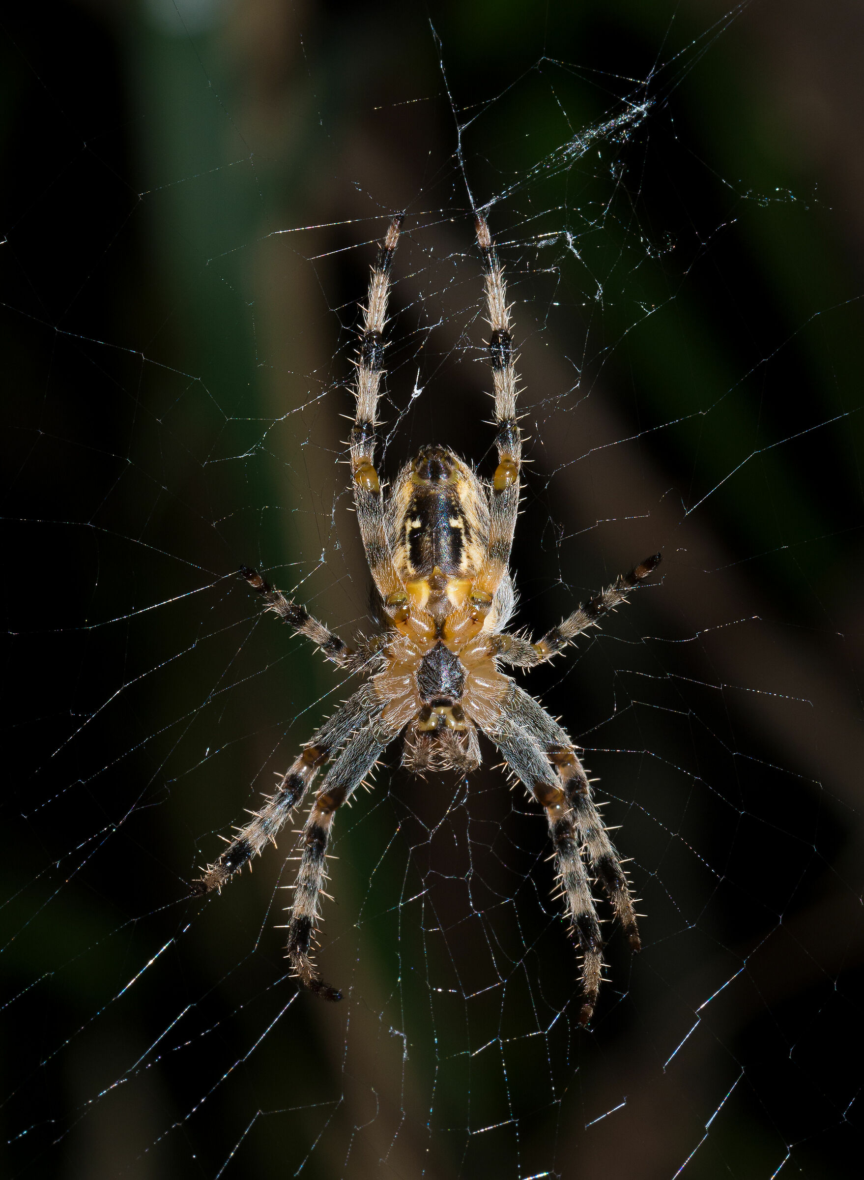 Ragno #1 - nuovo scatto - nuova PP