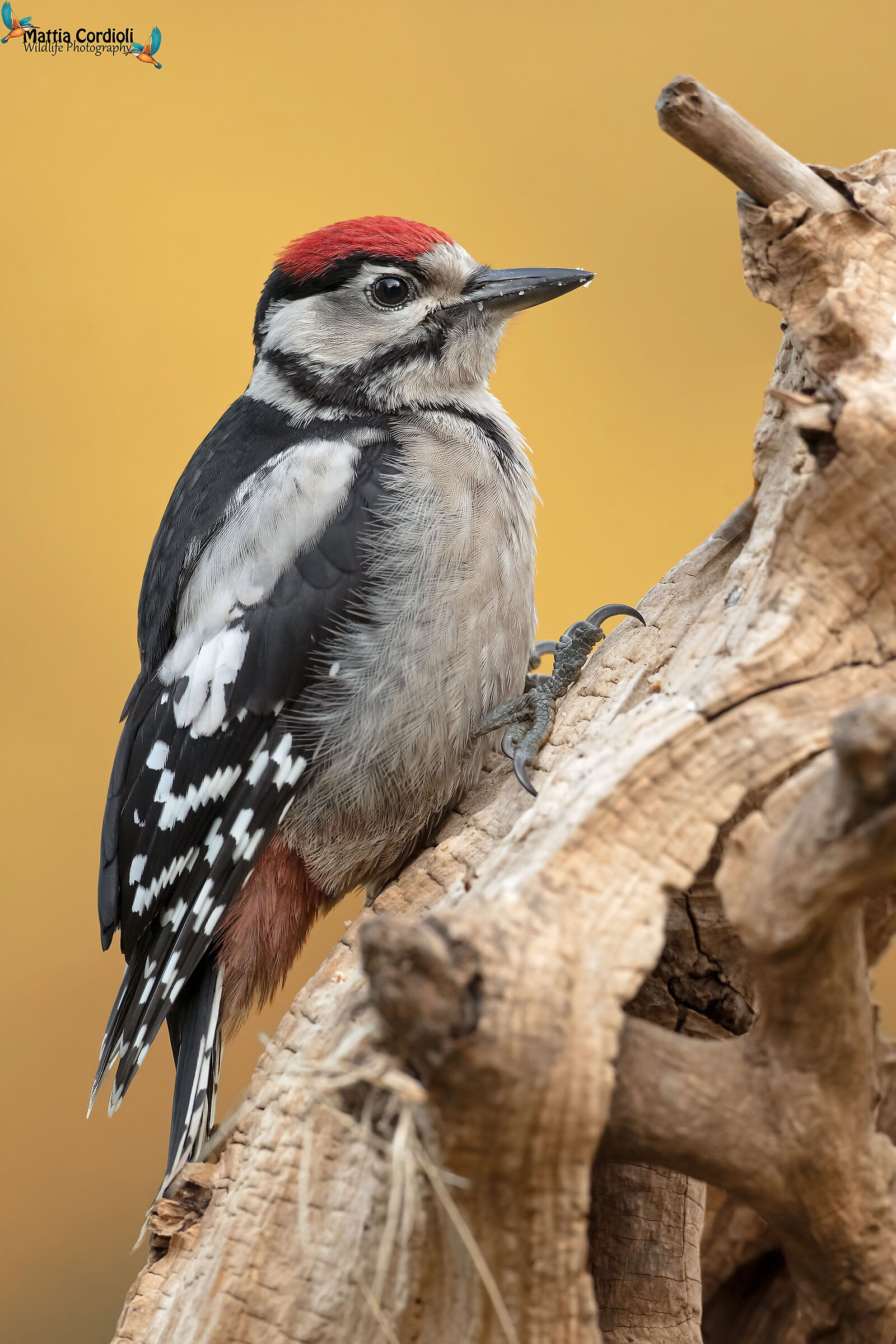 young Red Woodpecker