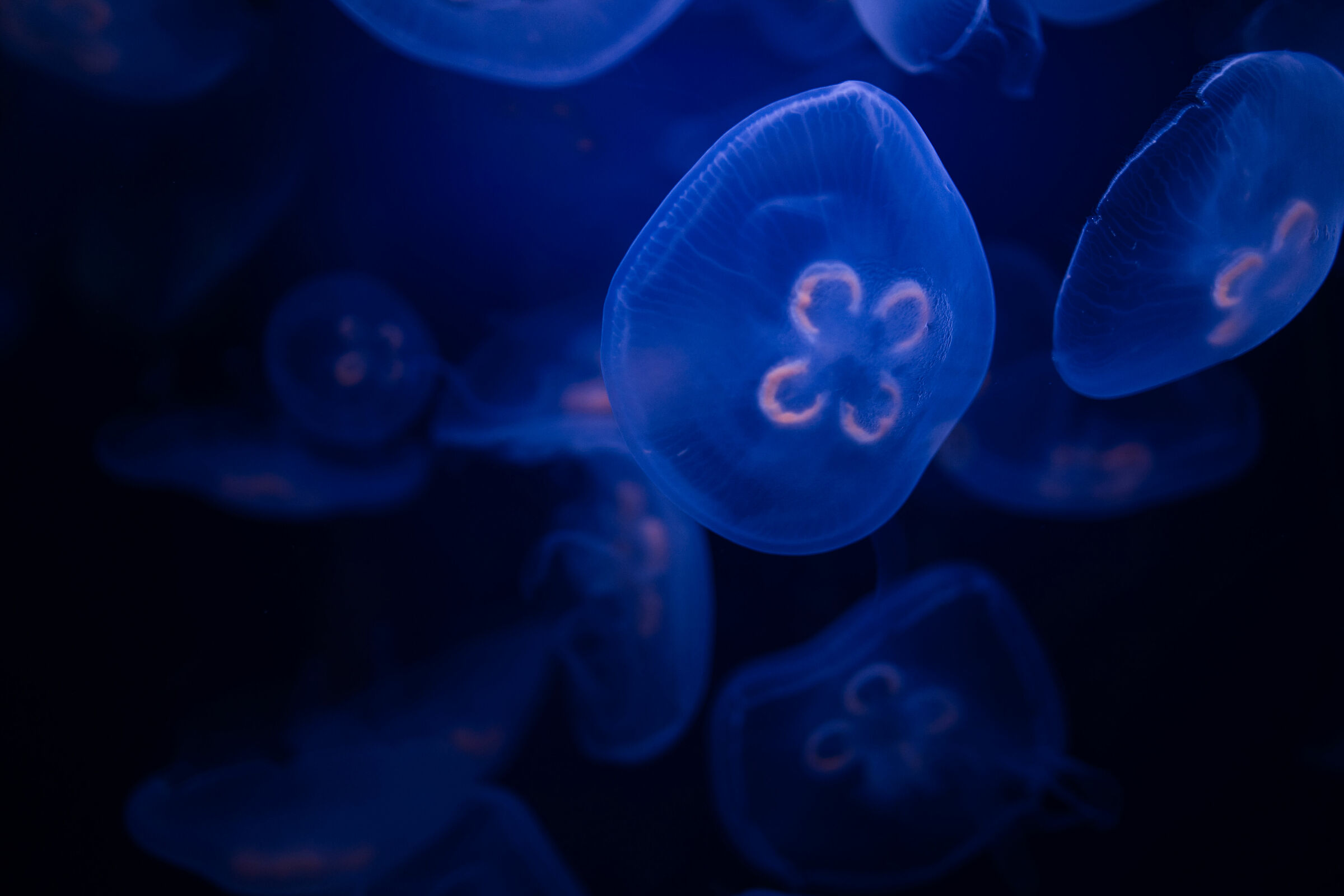 Hypnotic jellyfish