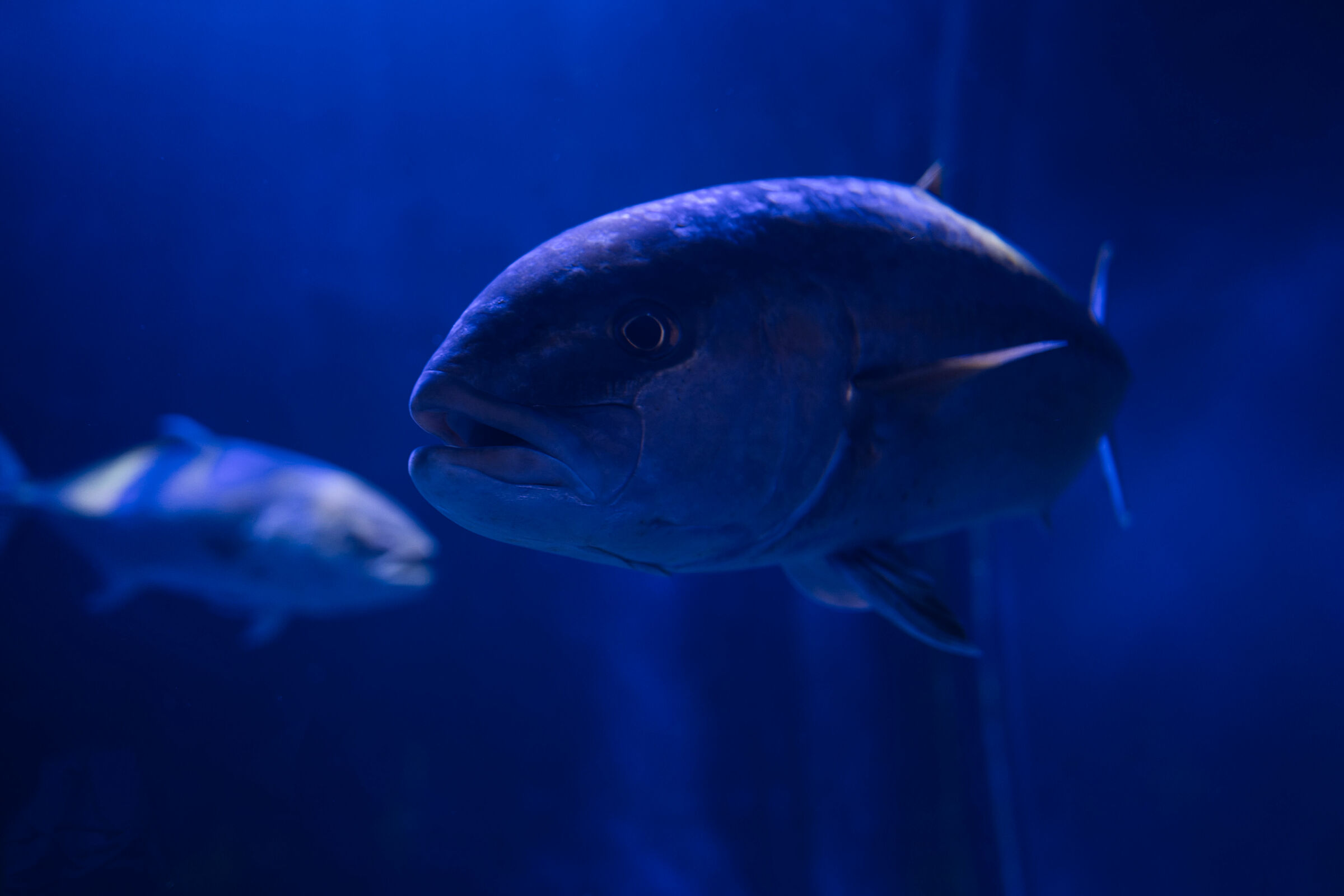 Visit to the aquarium