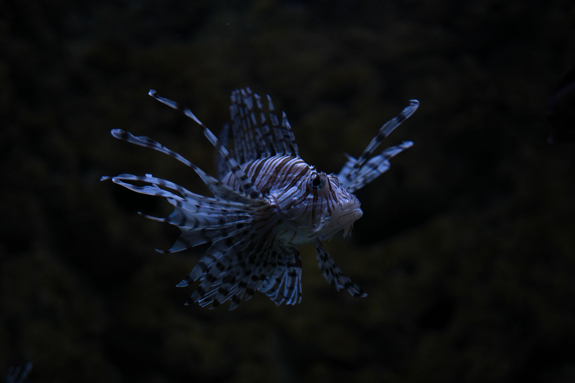 Scorpion Fish