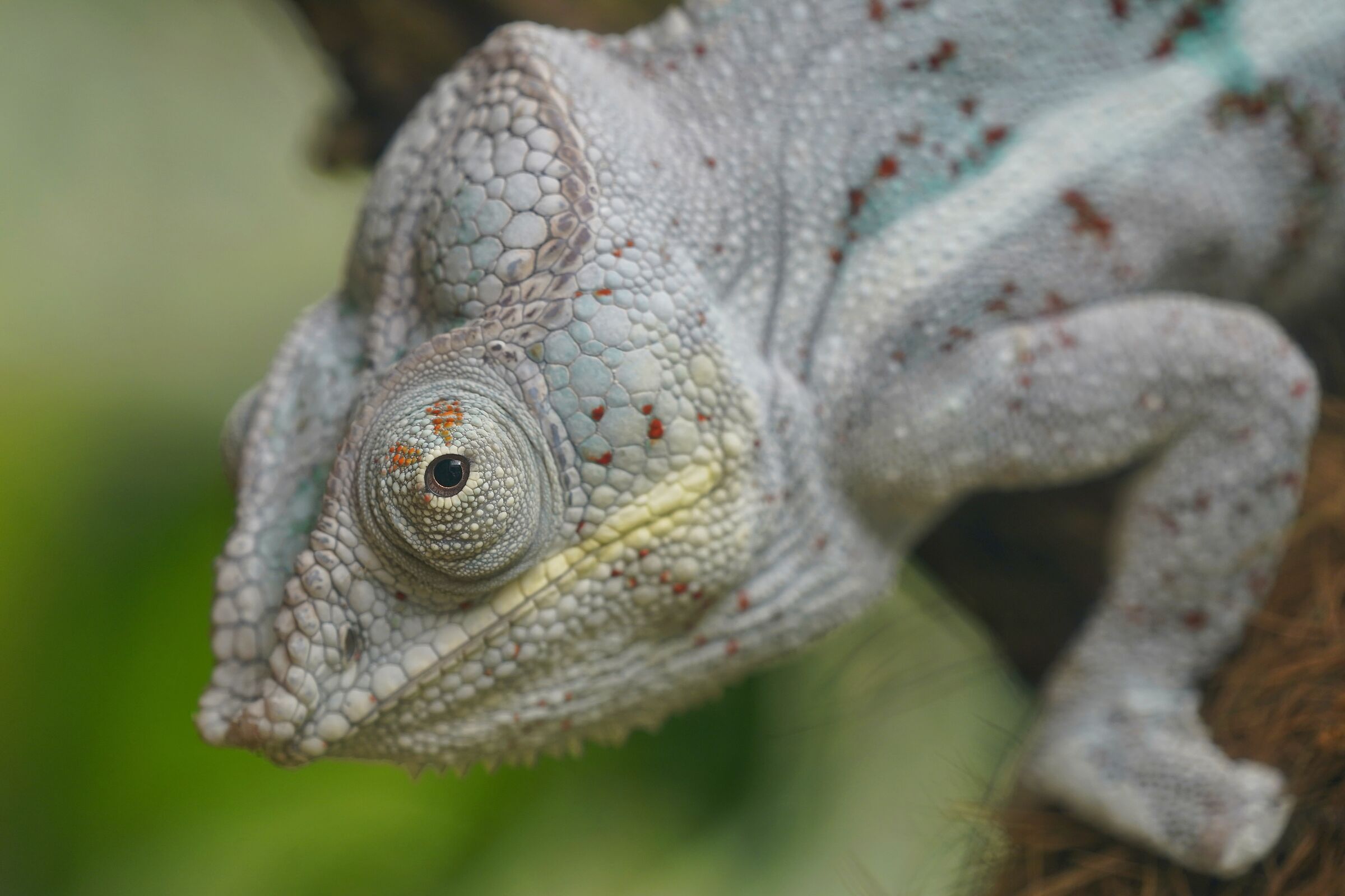 Il camaleonte camaleontico