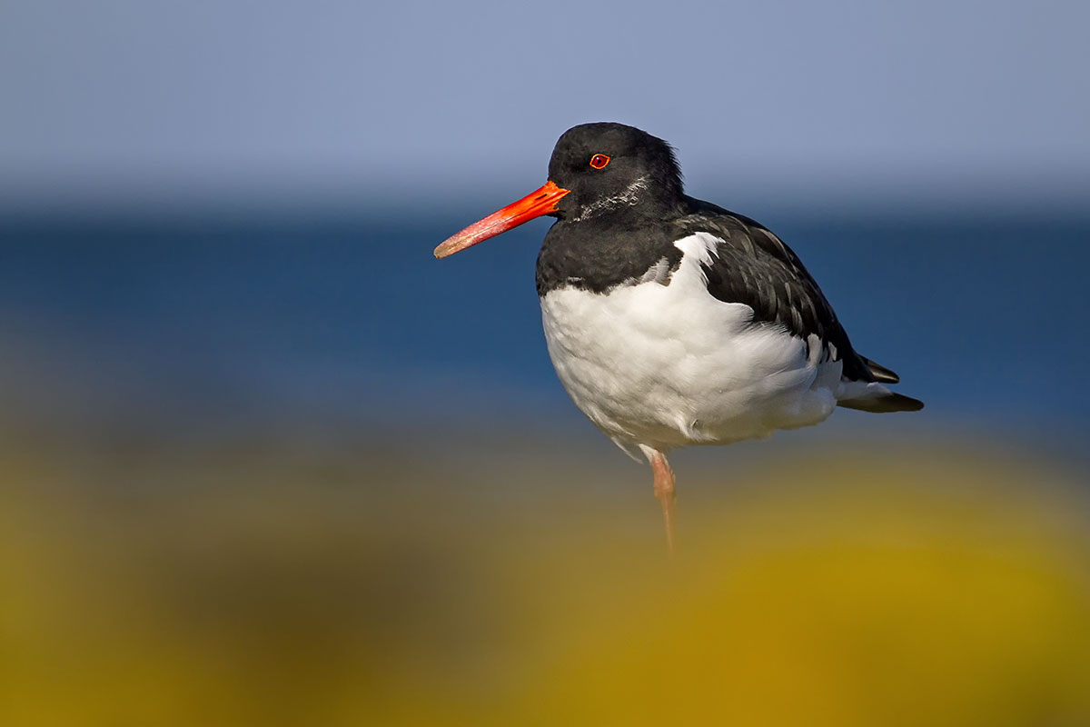 Oystercatcher