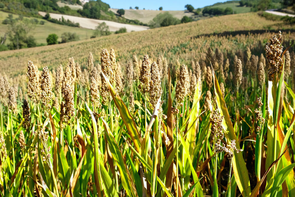 Sorgo