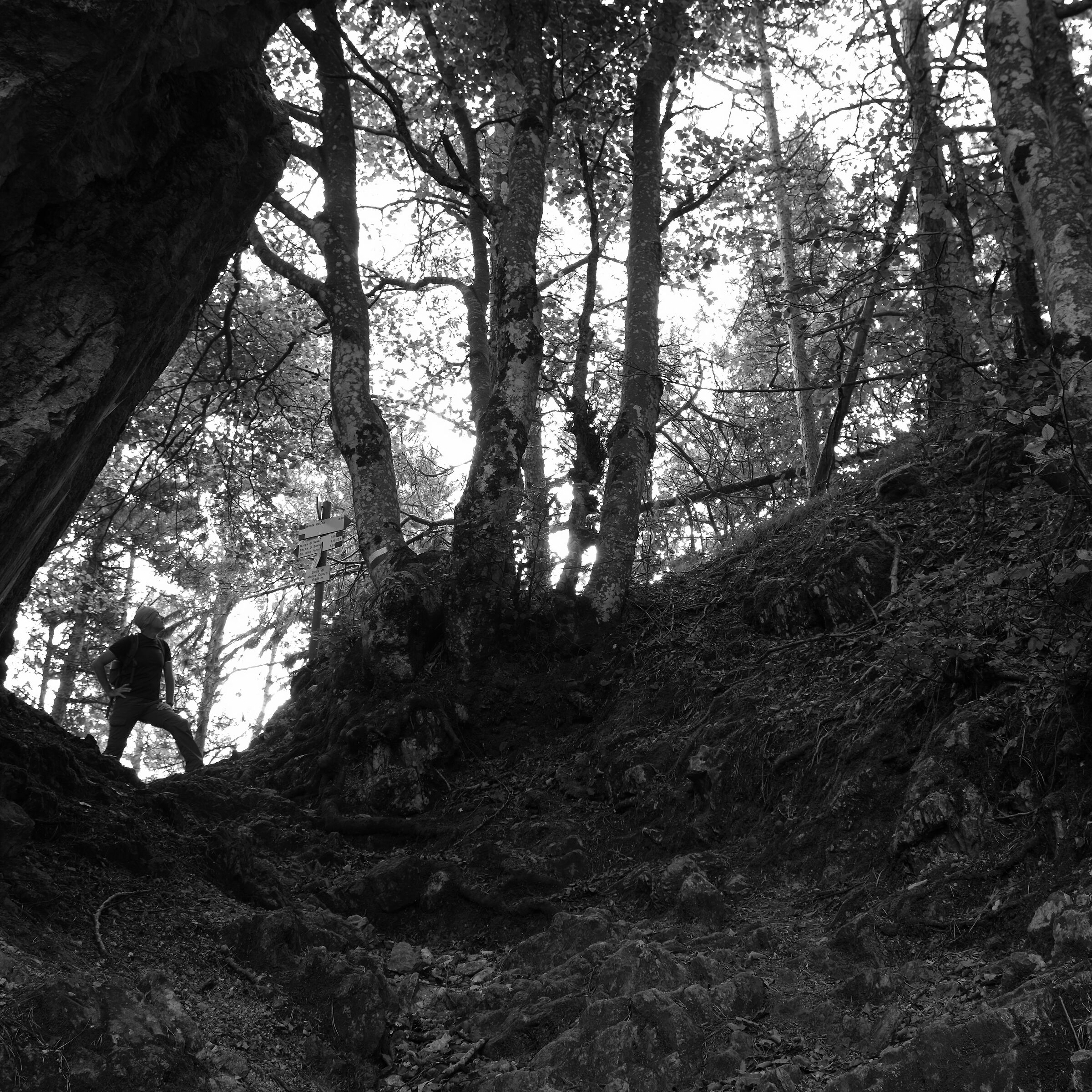 Bosco dello Scuro Passo