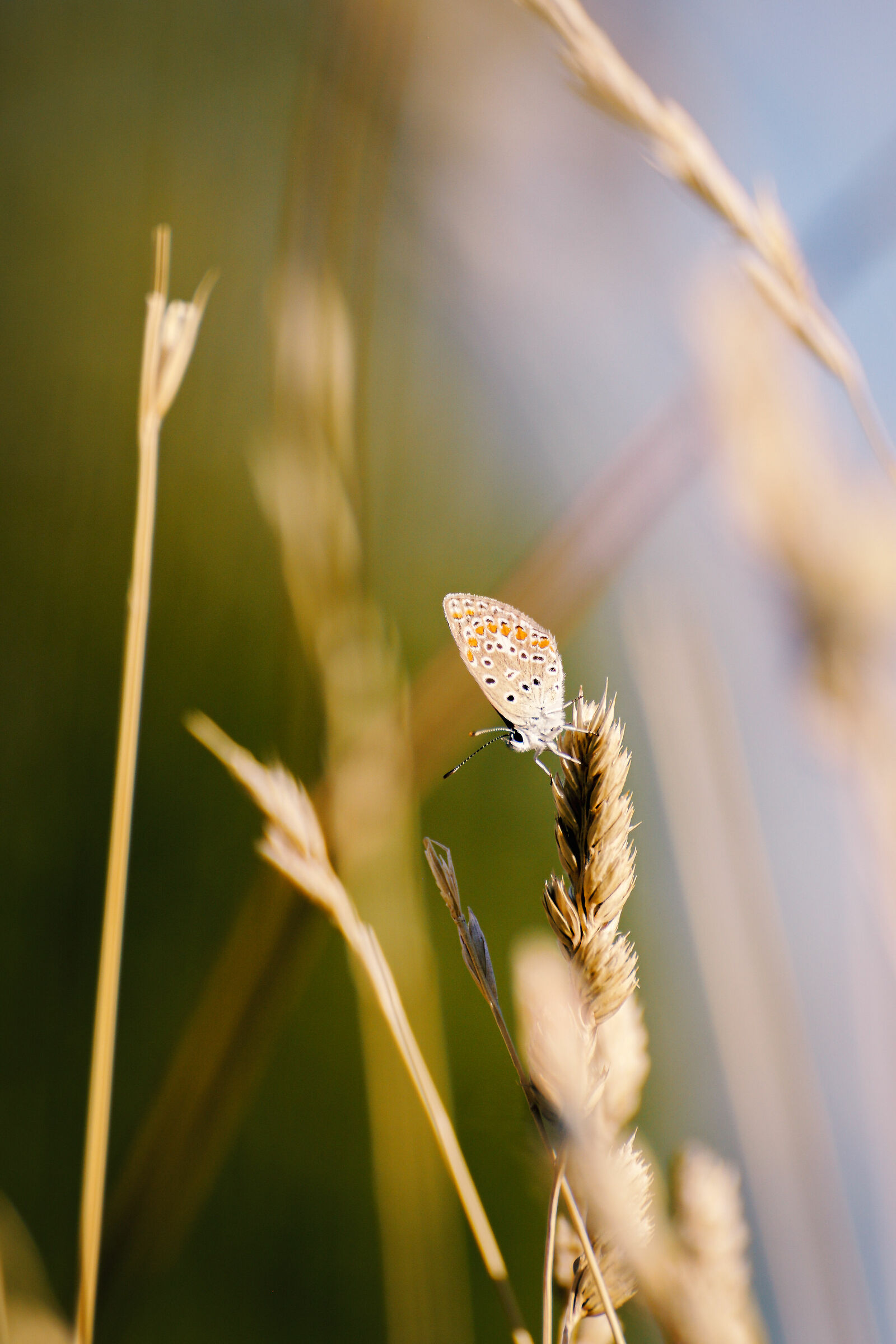 The Butterfly Effect