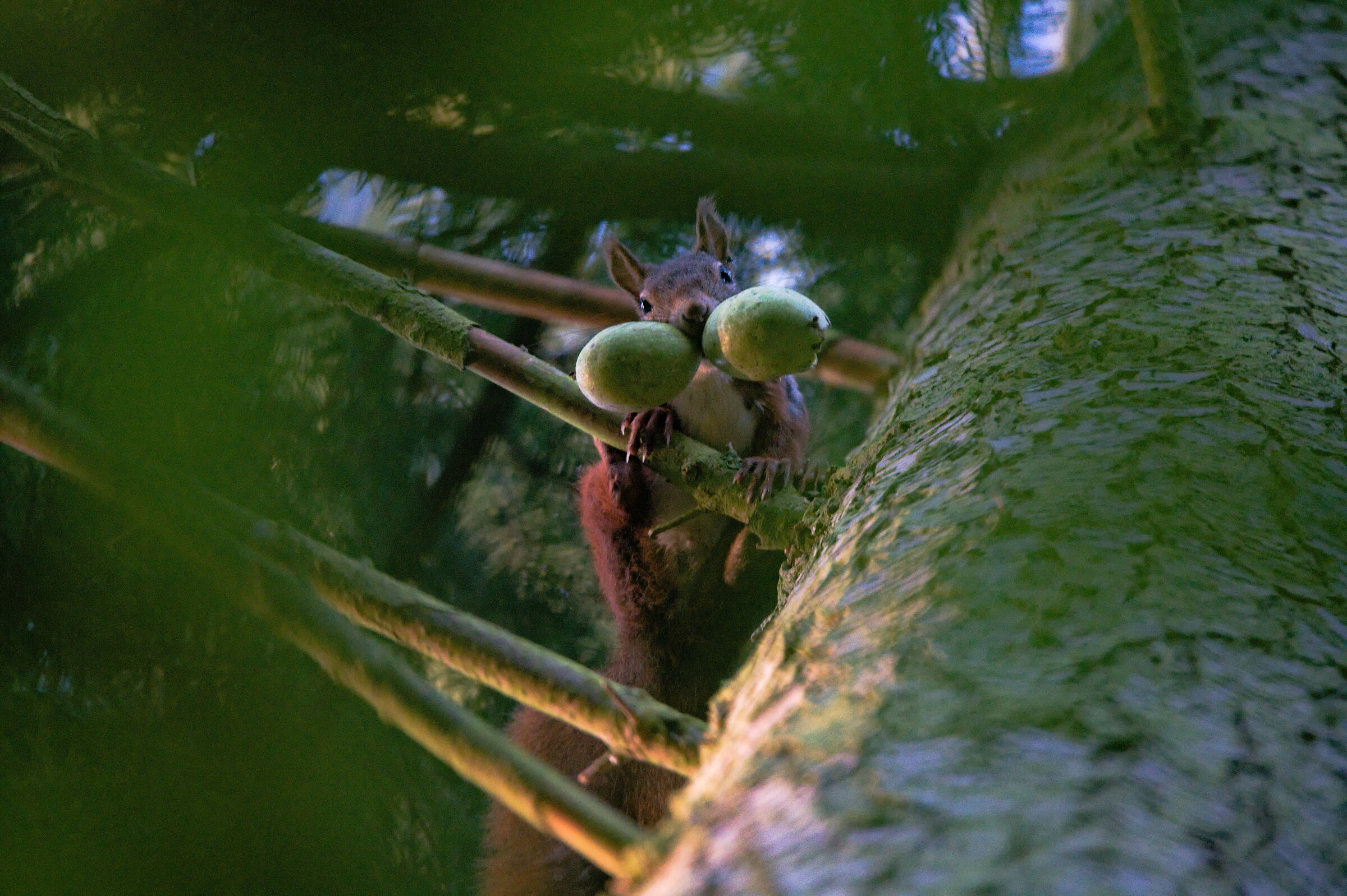Sciurus vulgaris1 PP