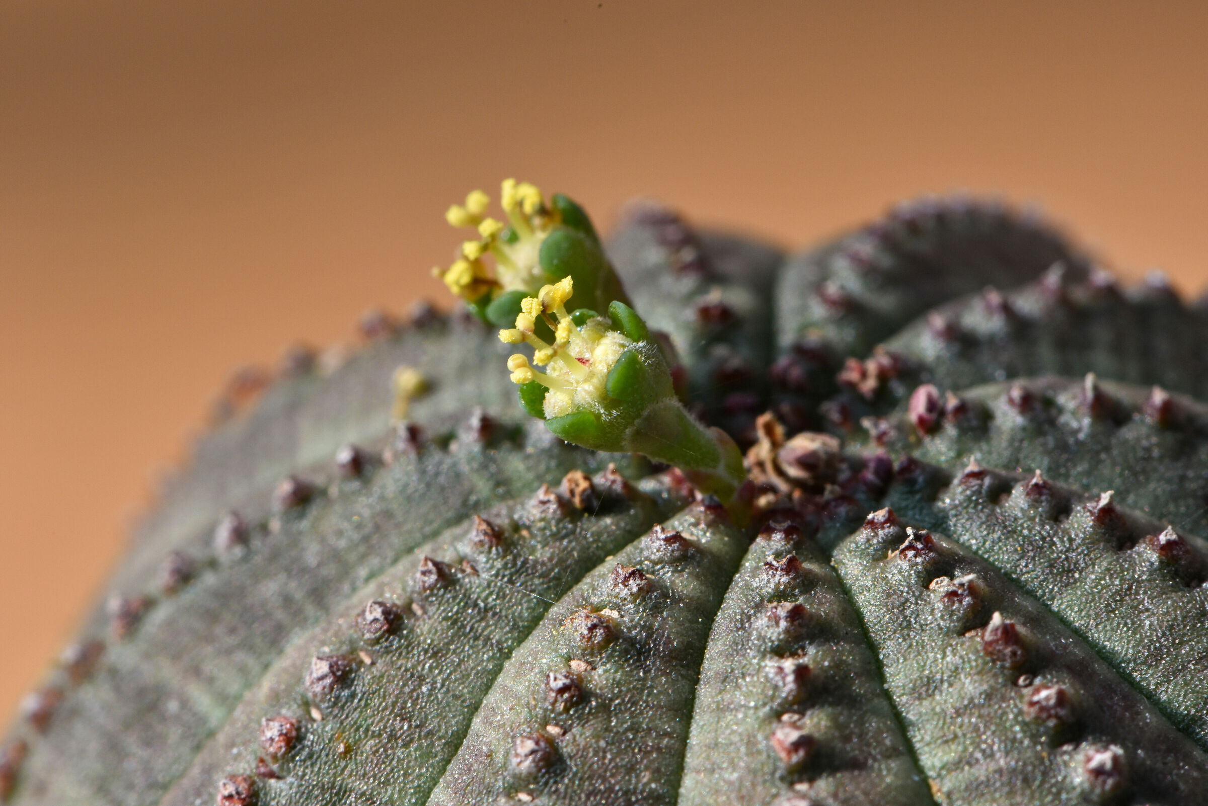 Euphorbia Obesesa, Flowers