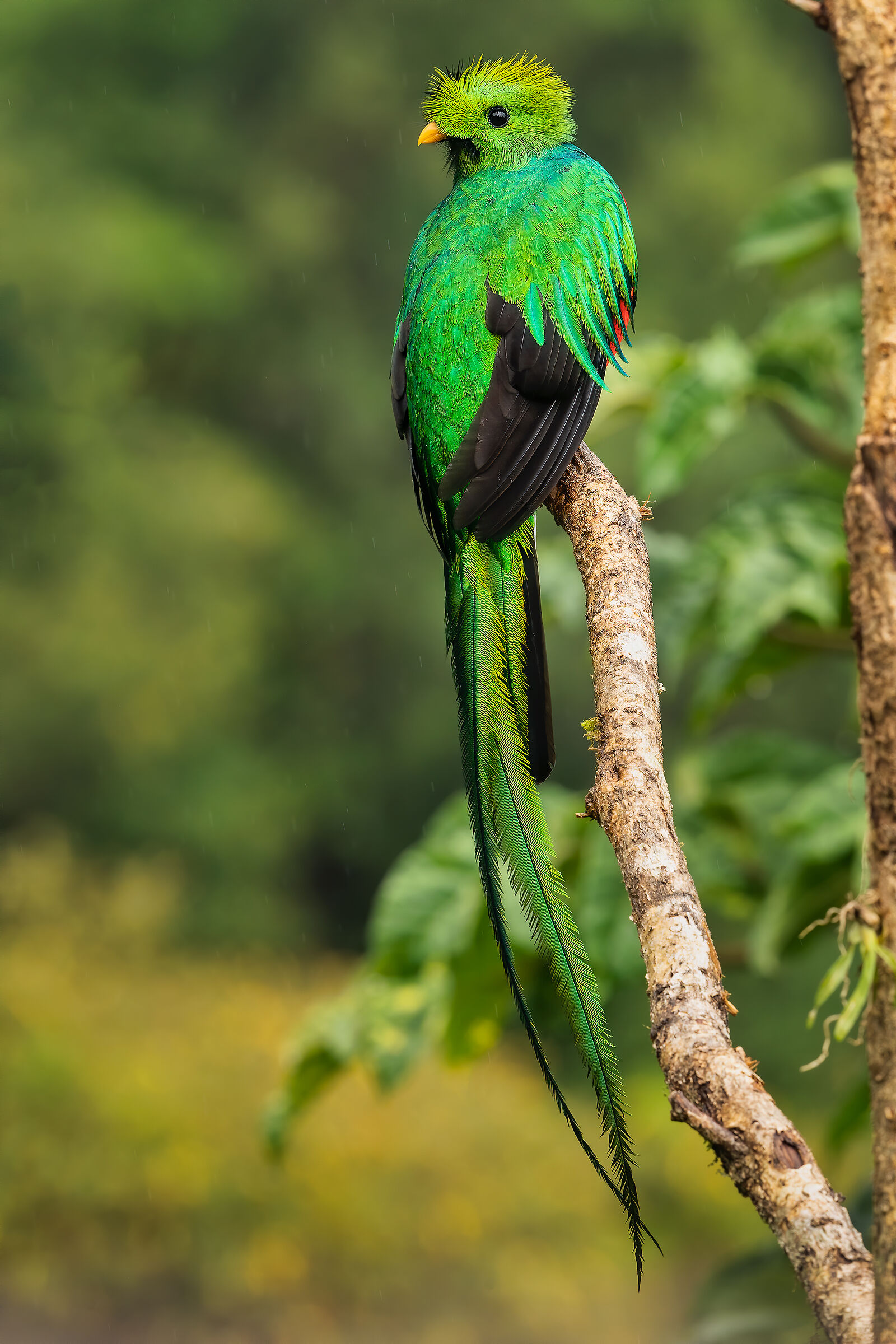 Resplendent quetzal