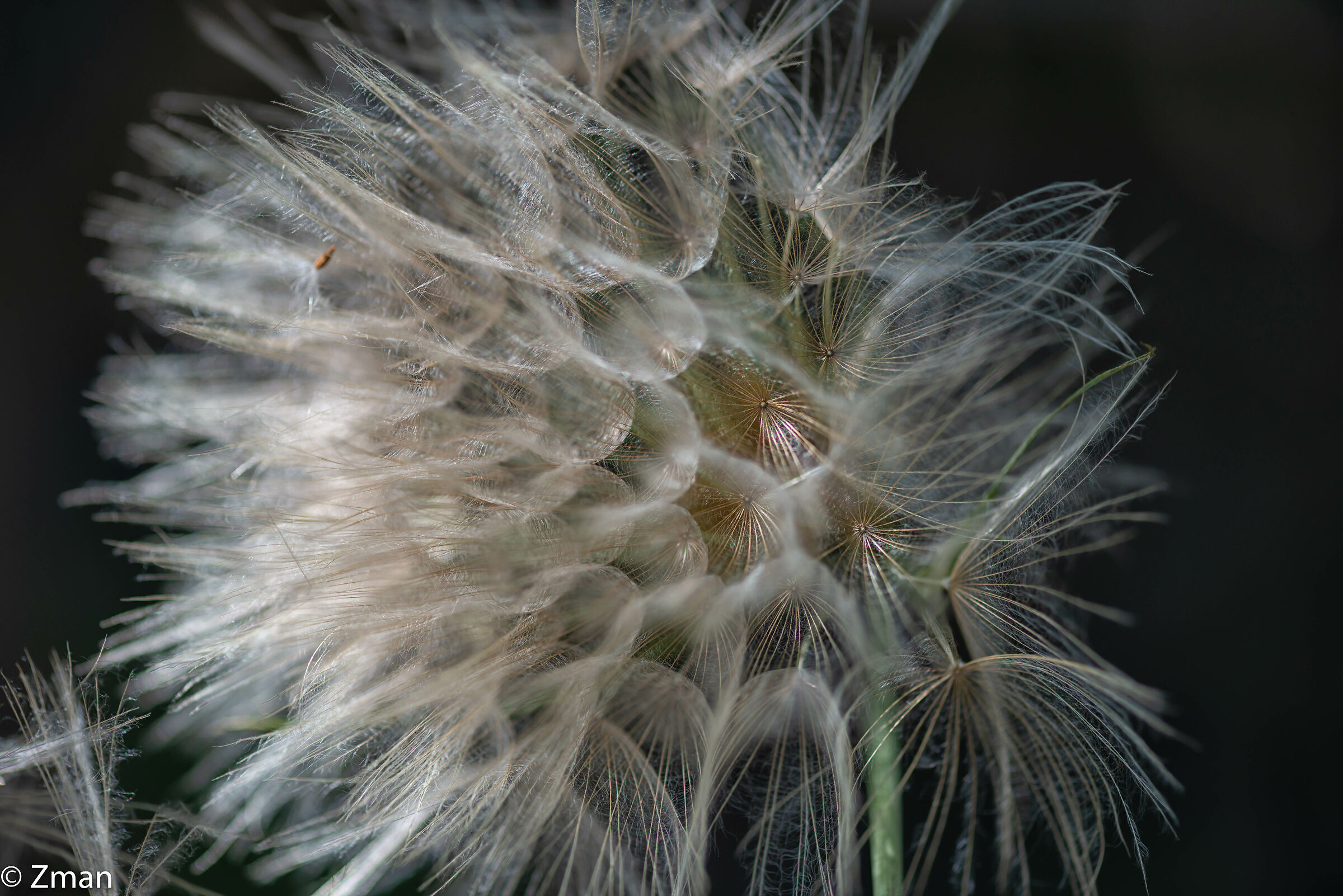 Dandelion