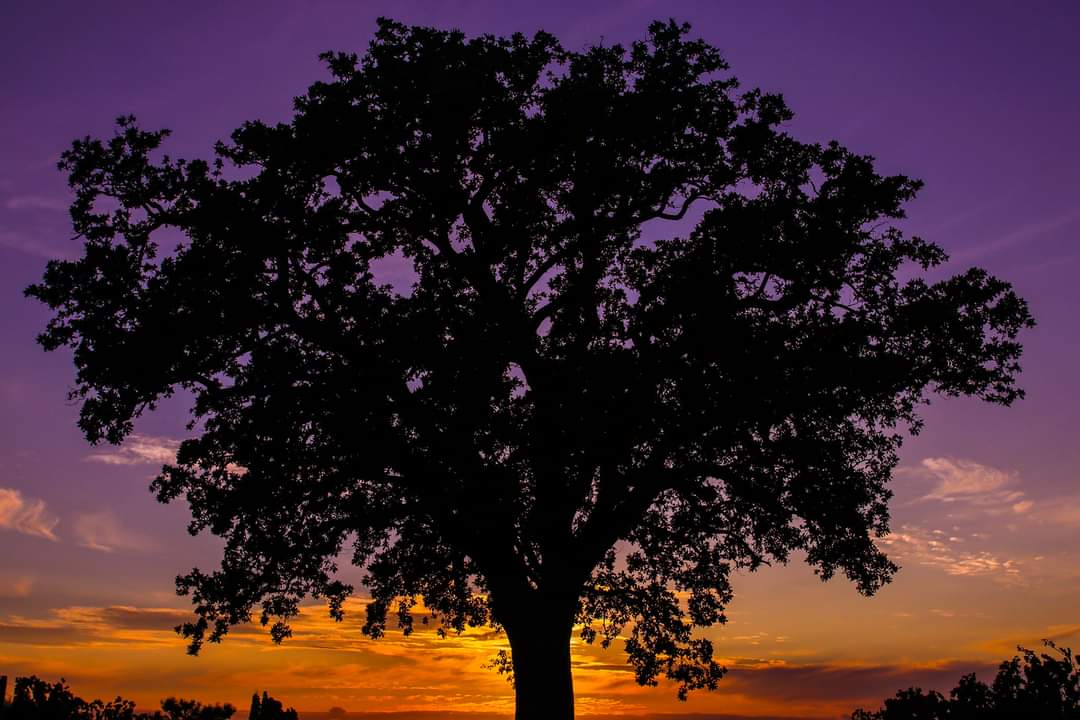 Autumn shades at sunset