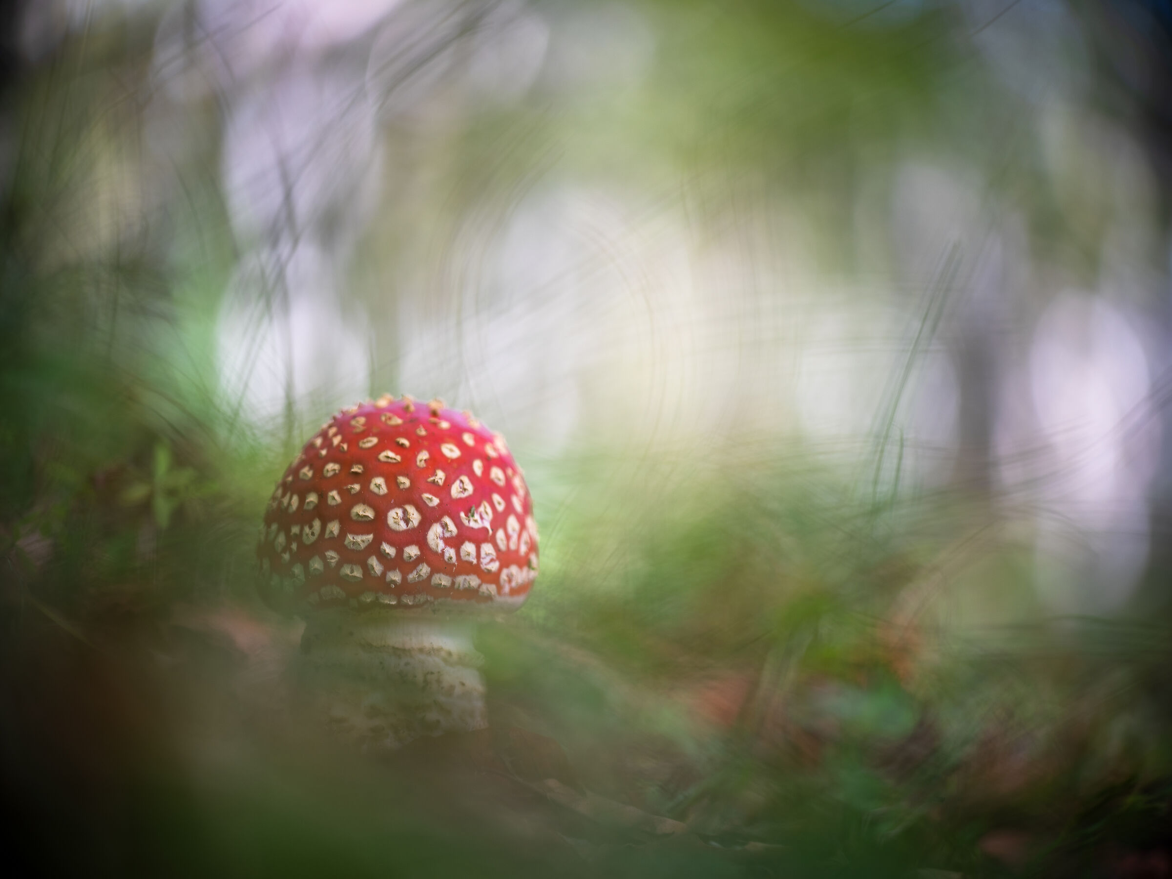 Amanita muscaria