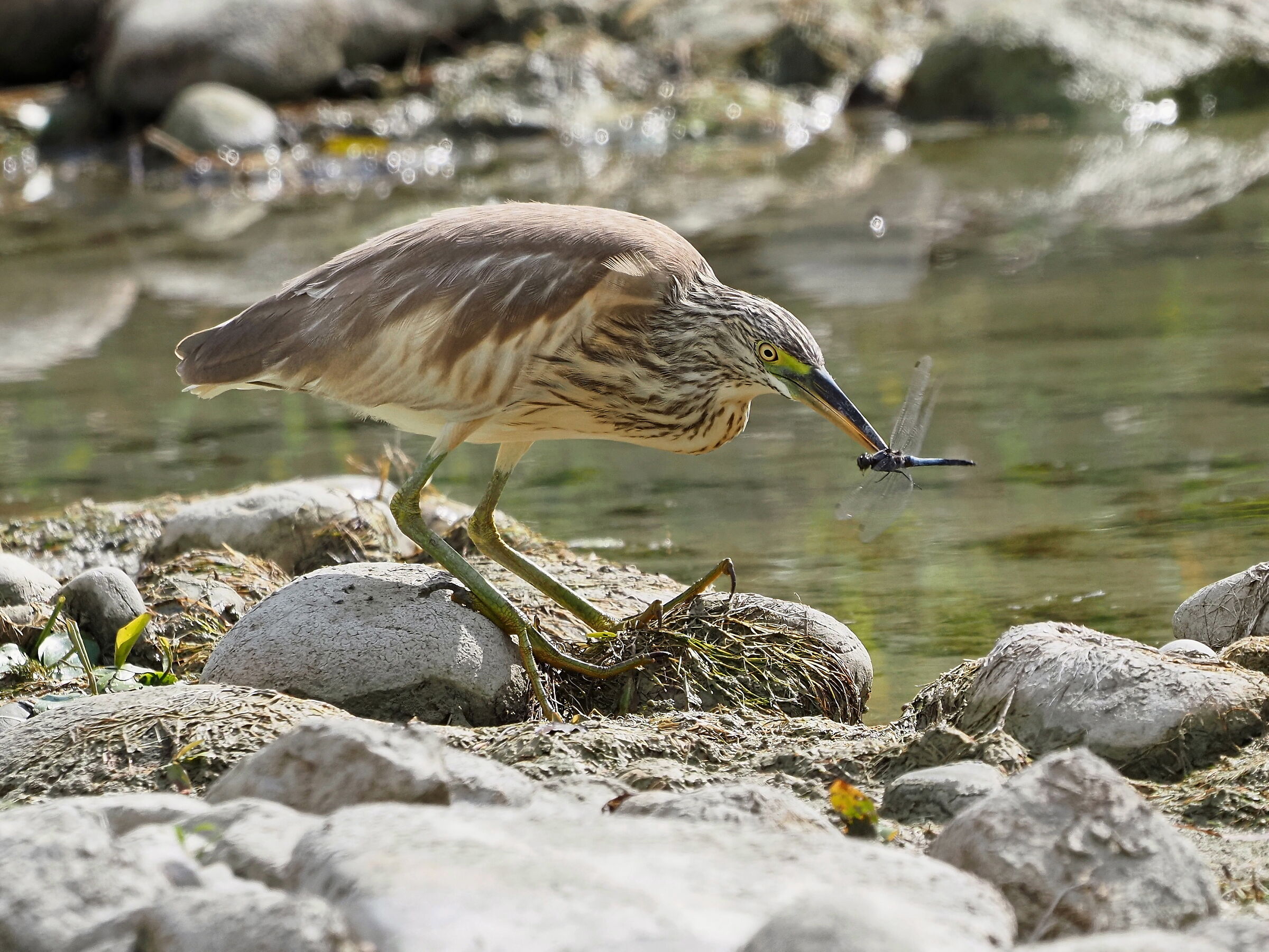 la libellula è spacciata