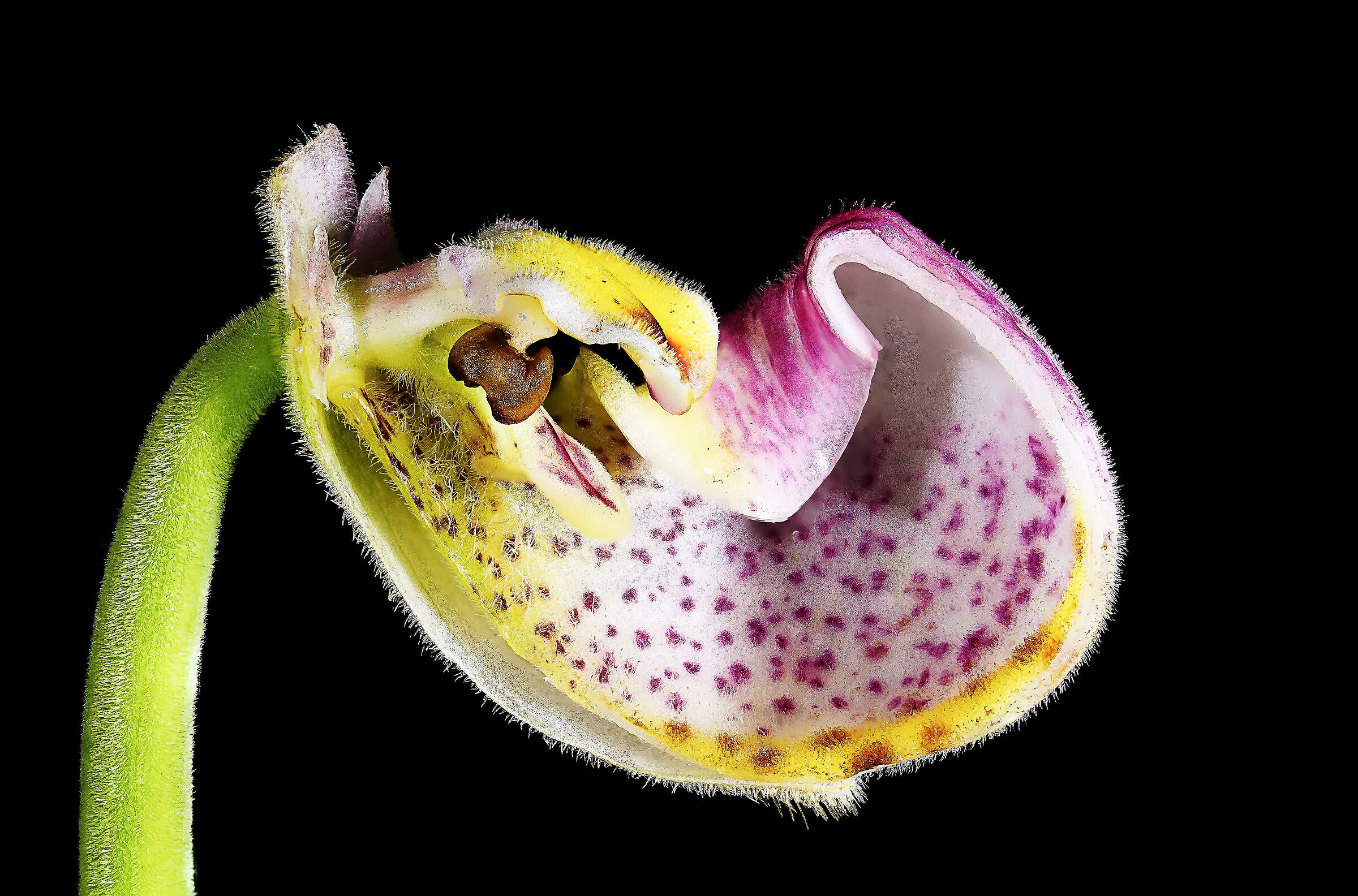 Sezione di phragmipedium schlimii