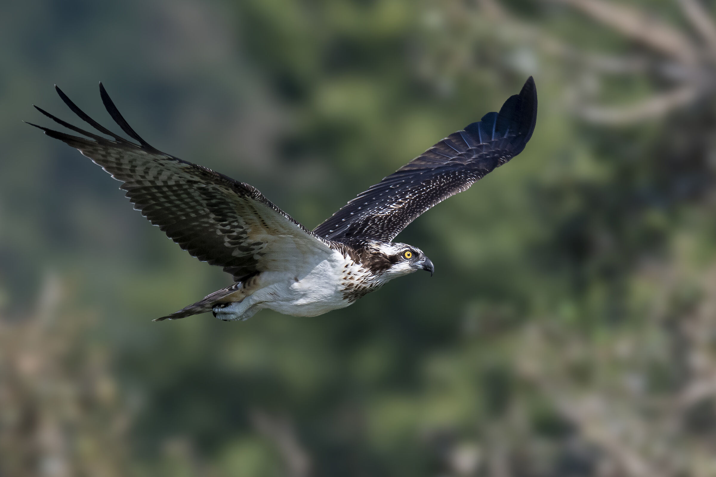 Osprey