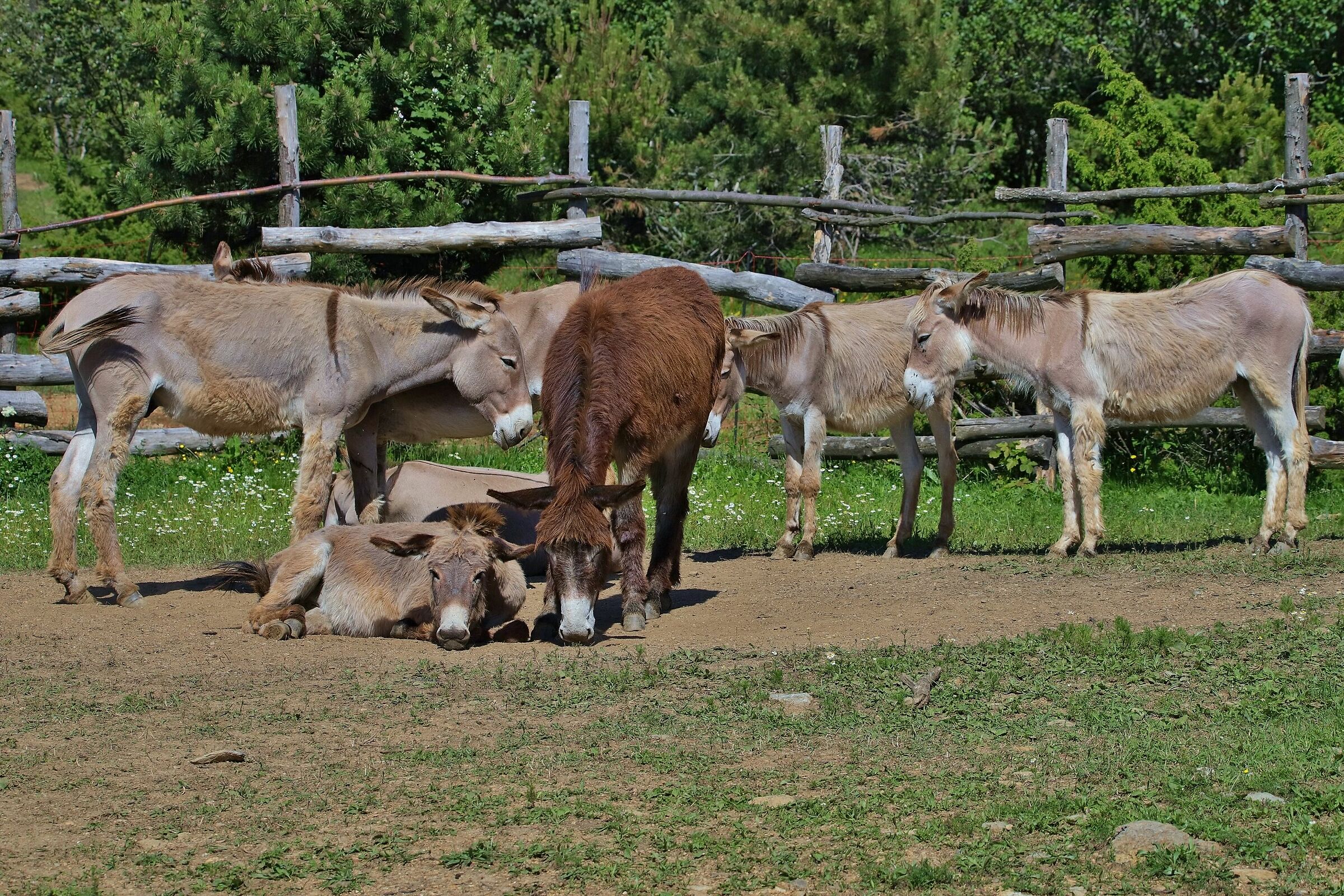 Assembramenti consentiti