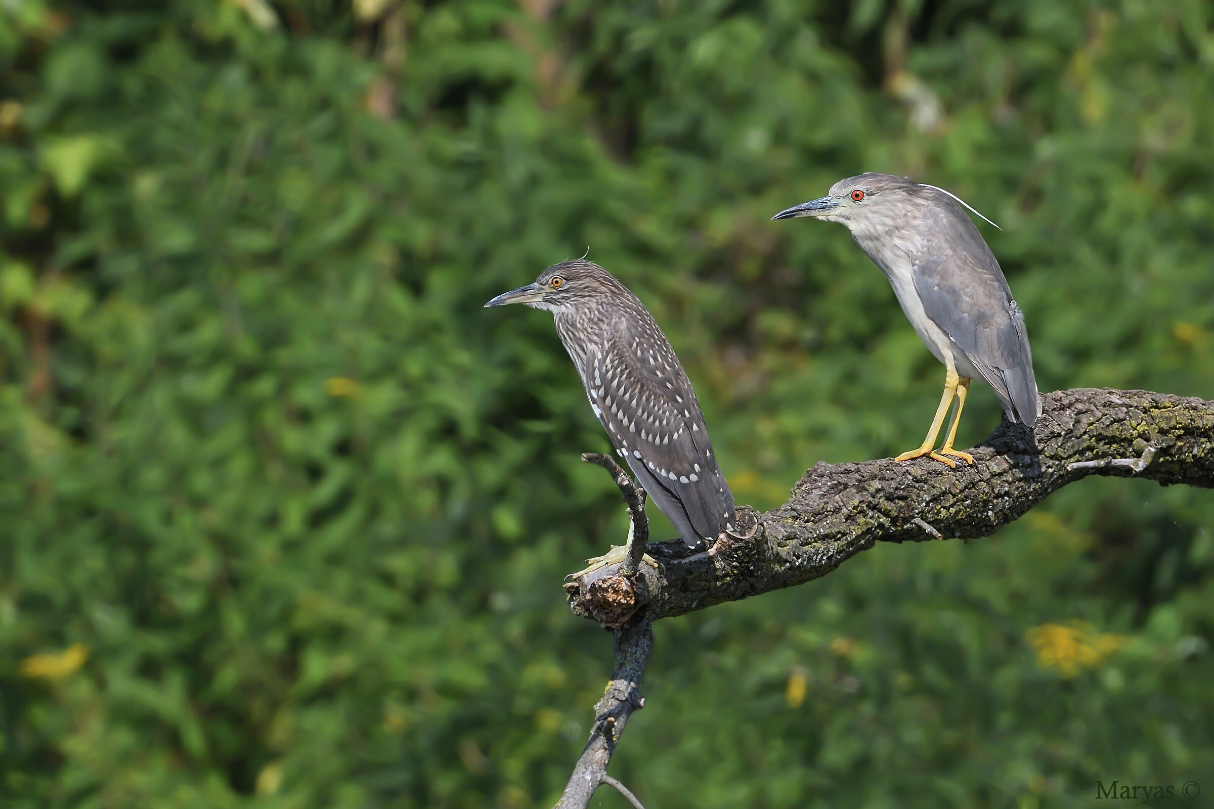 Generazioni di predatrici
