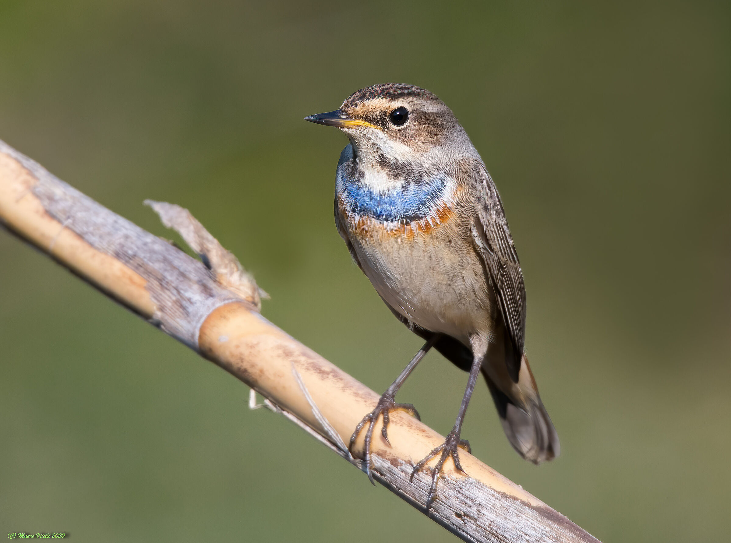 Pettazzurro (Luscinia Svecica)