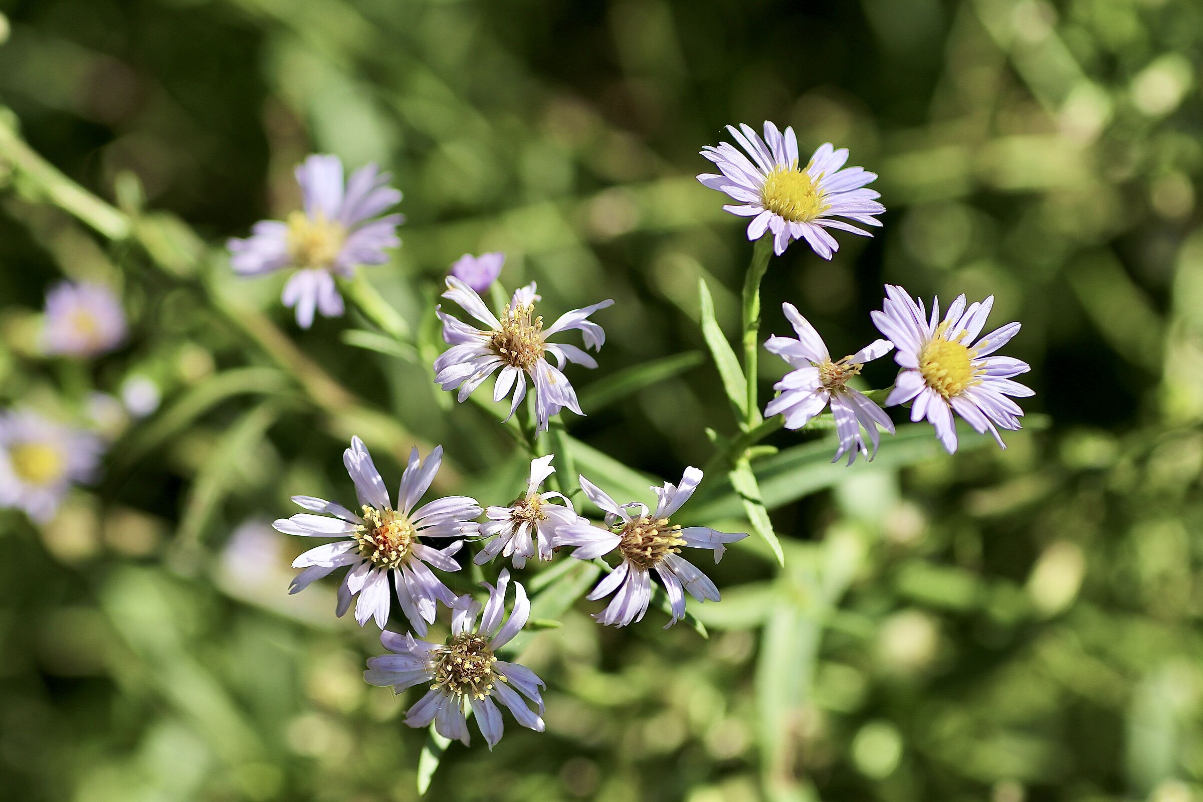 Autumn wildflowers