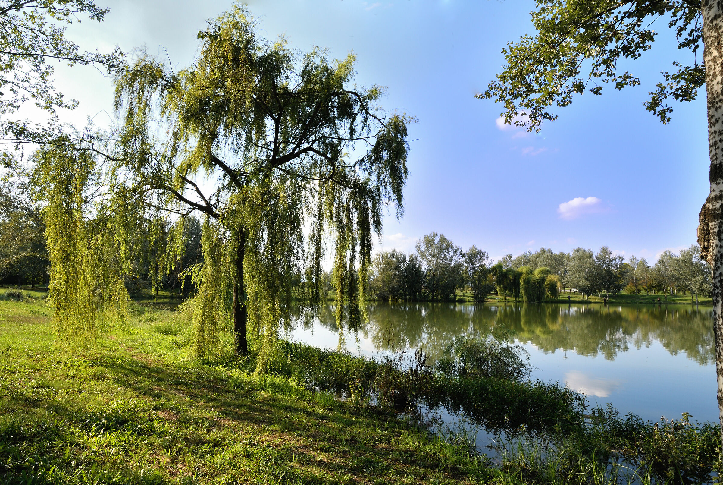 Weeping willow and pond