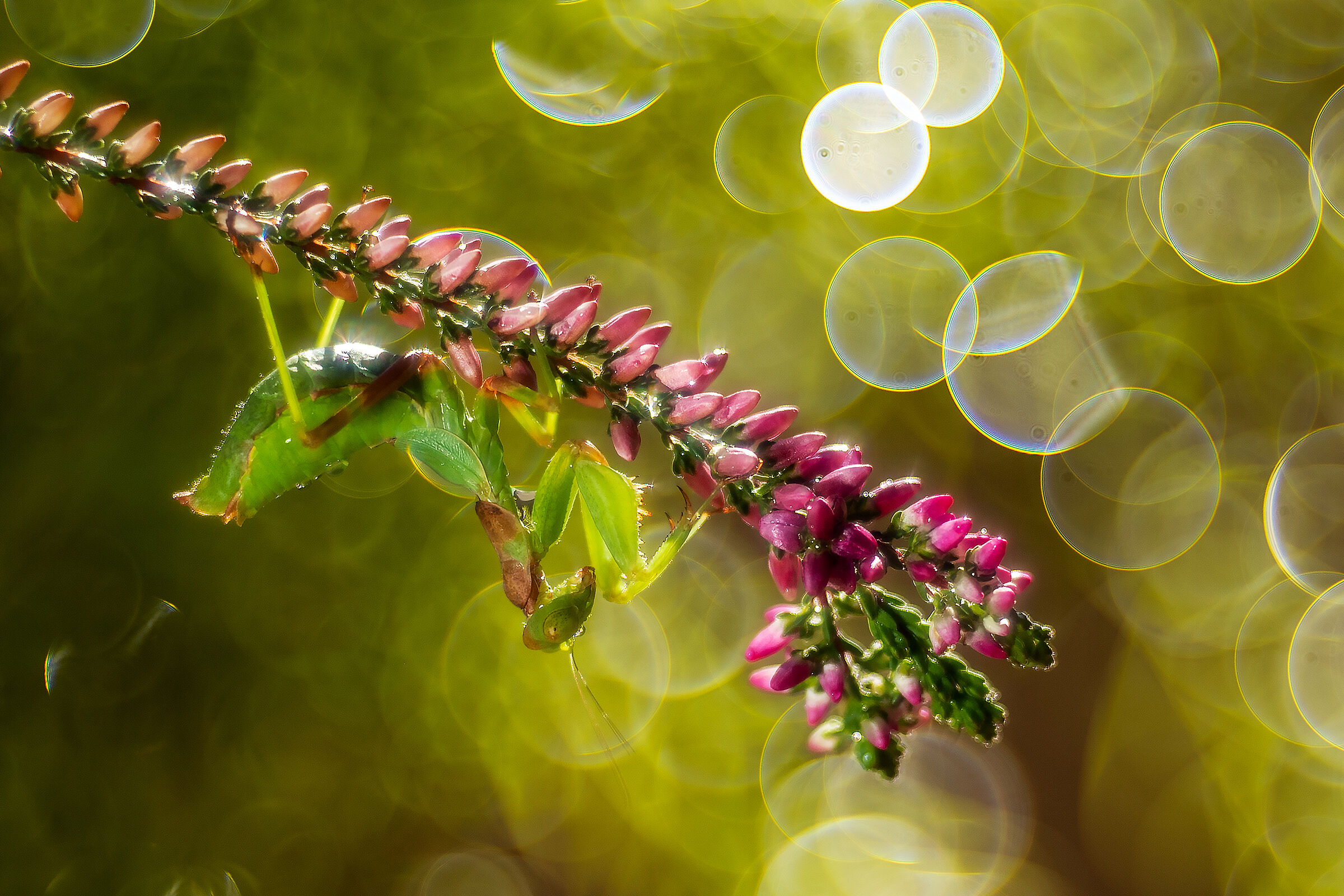 Mantide nana europea