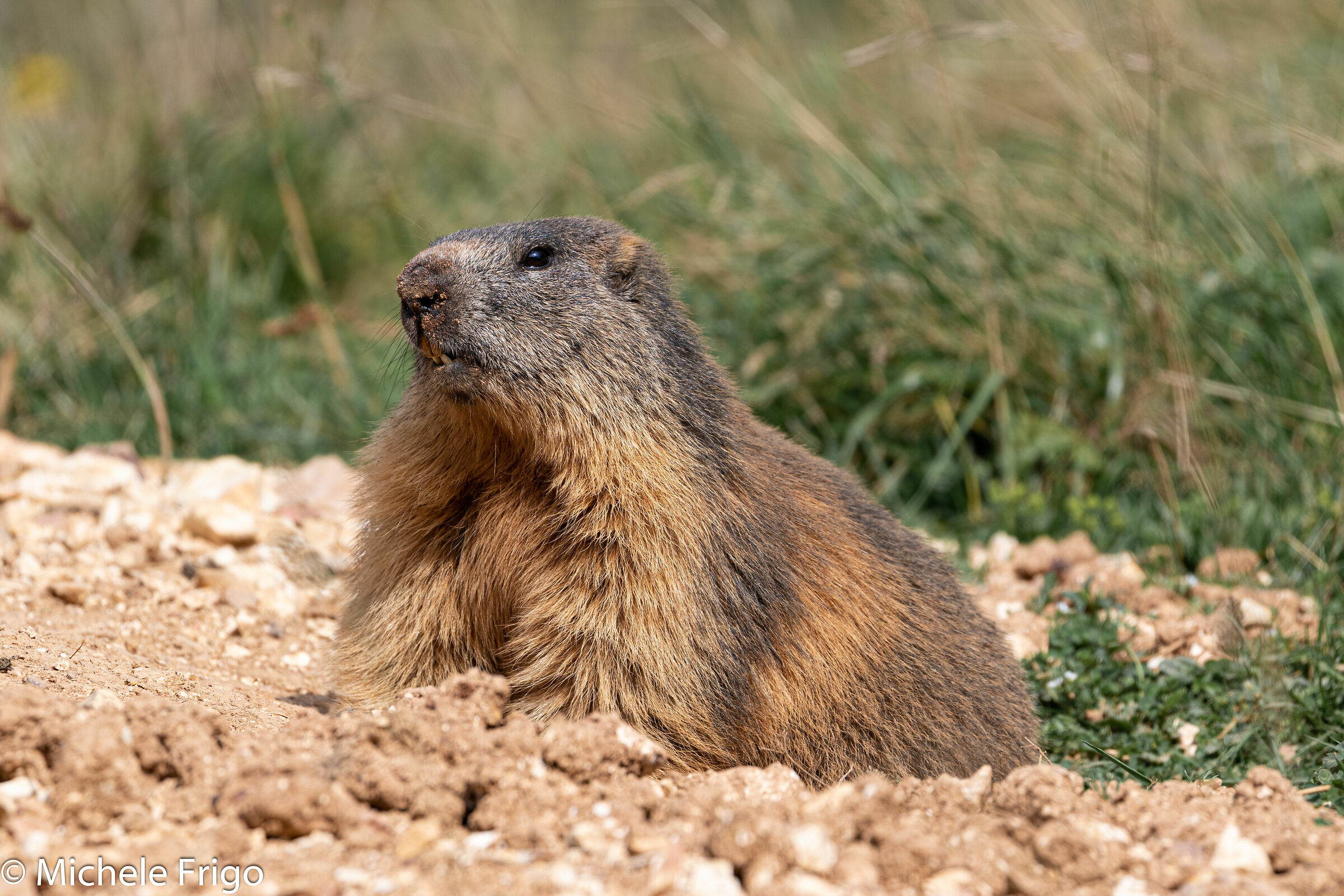 Marmot