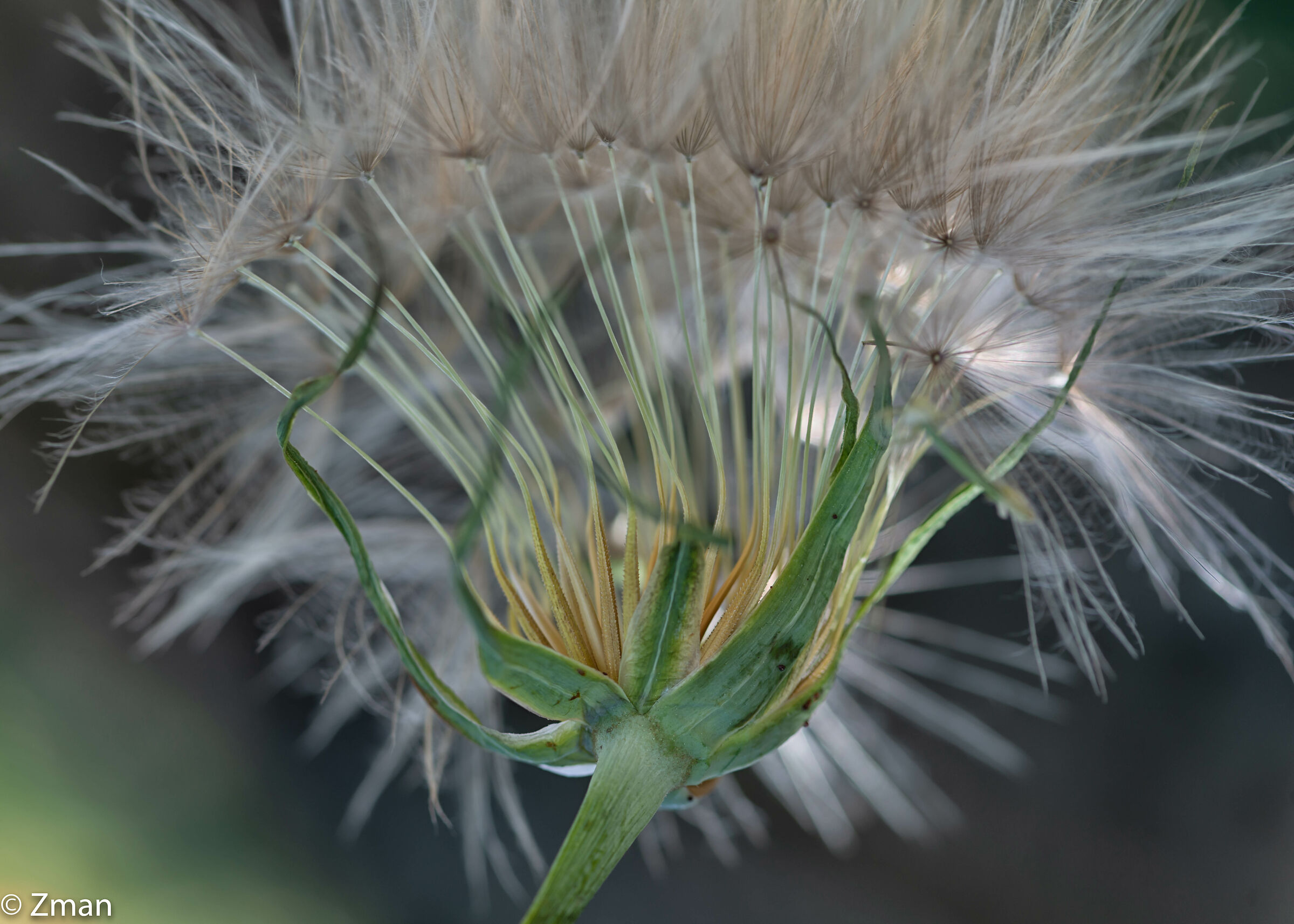 Dandelion