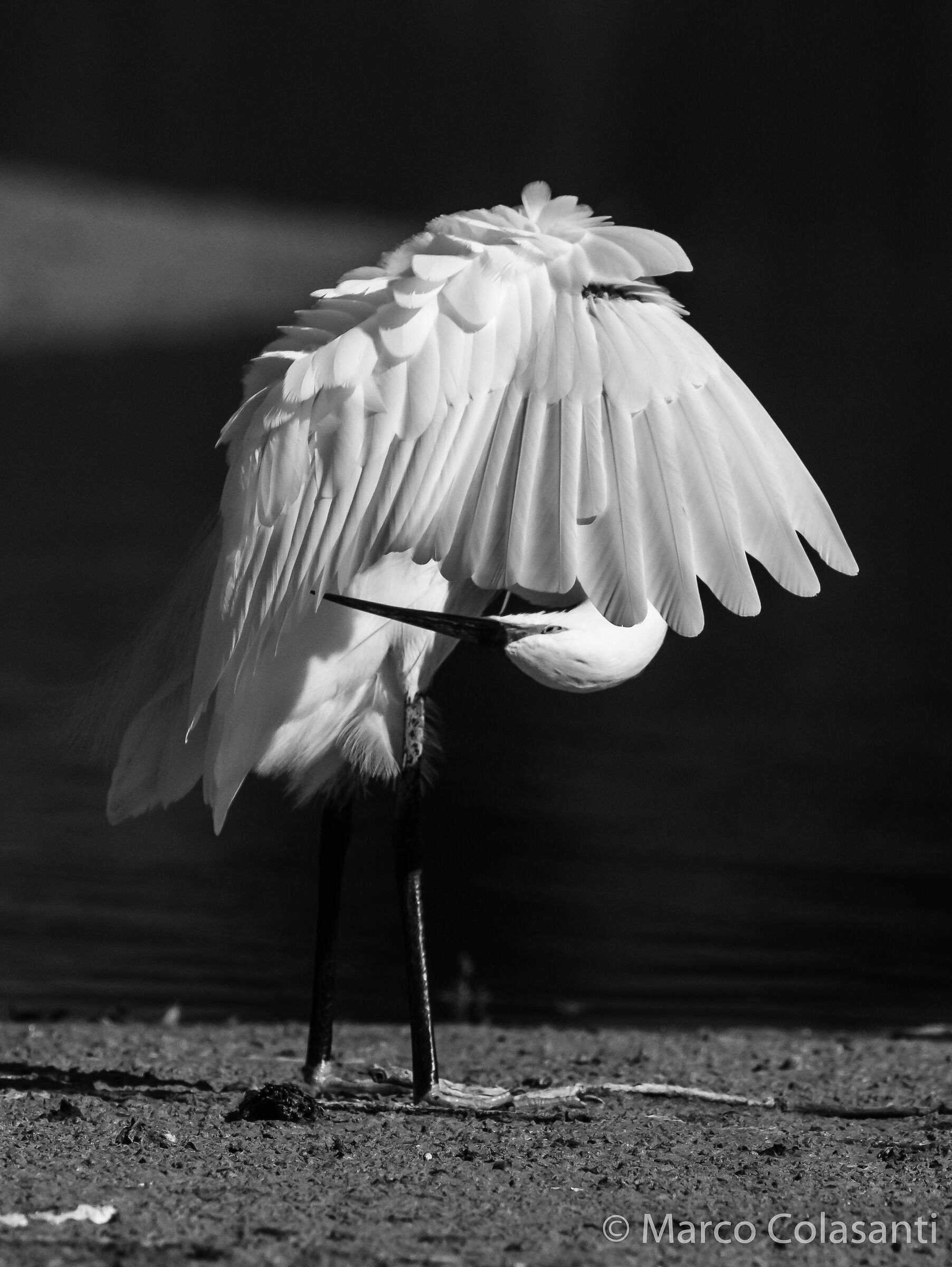 I'll settle down for a moment..... version B/N