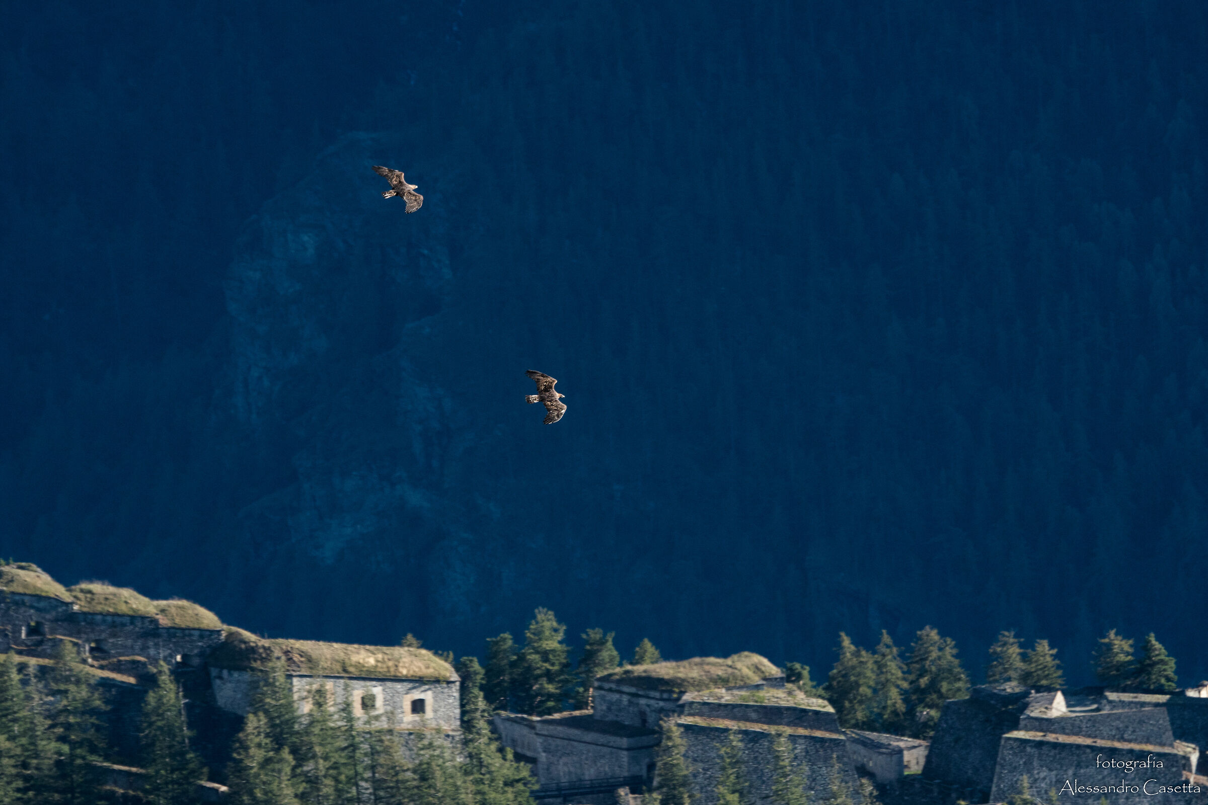 Aquile reali sopra il Forte