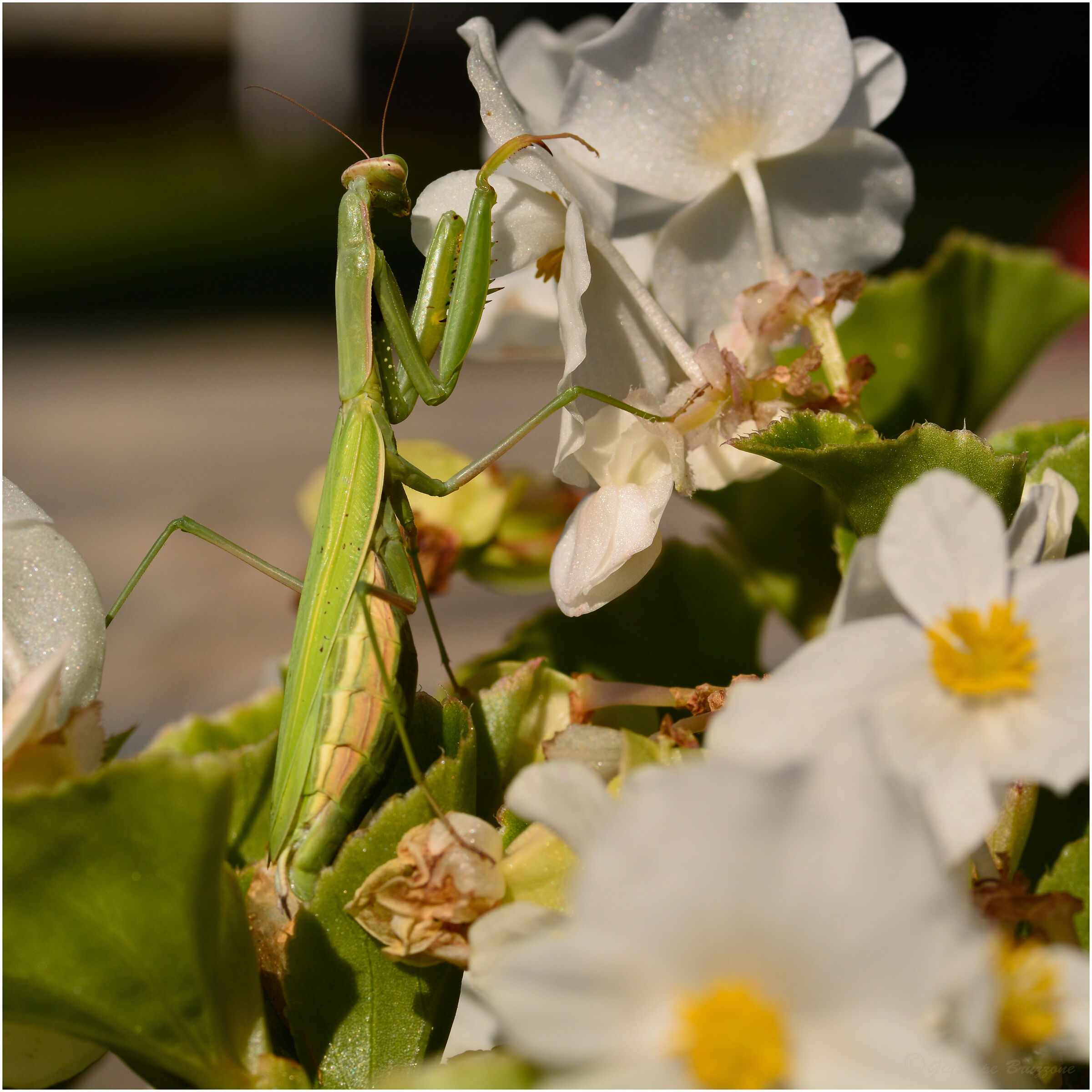 Praying mantis