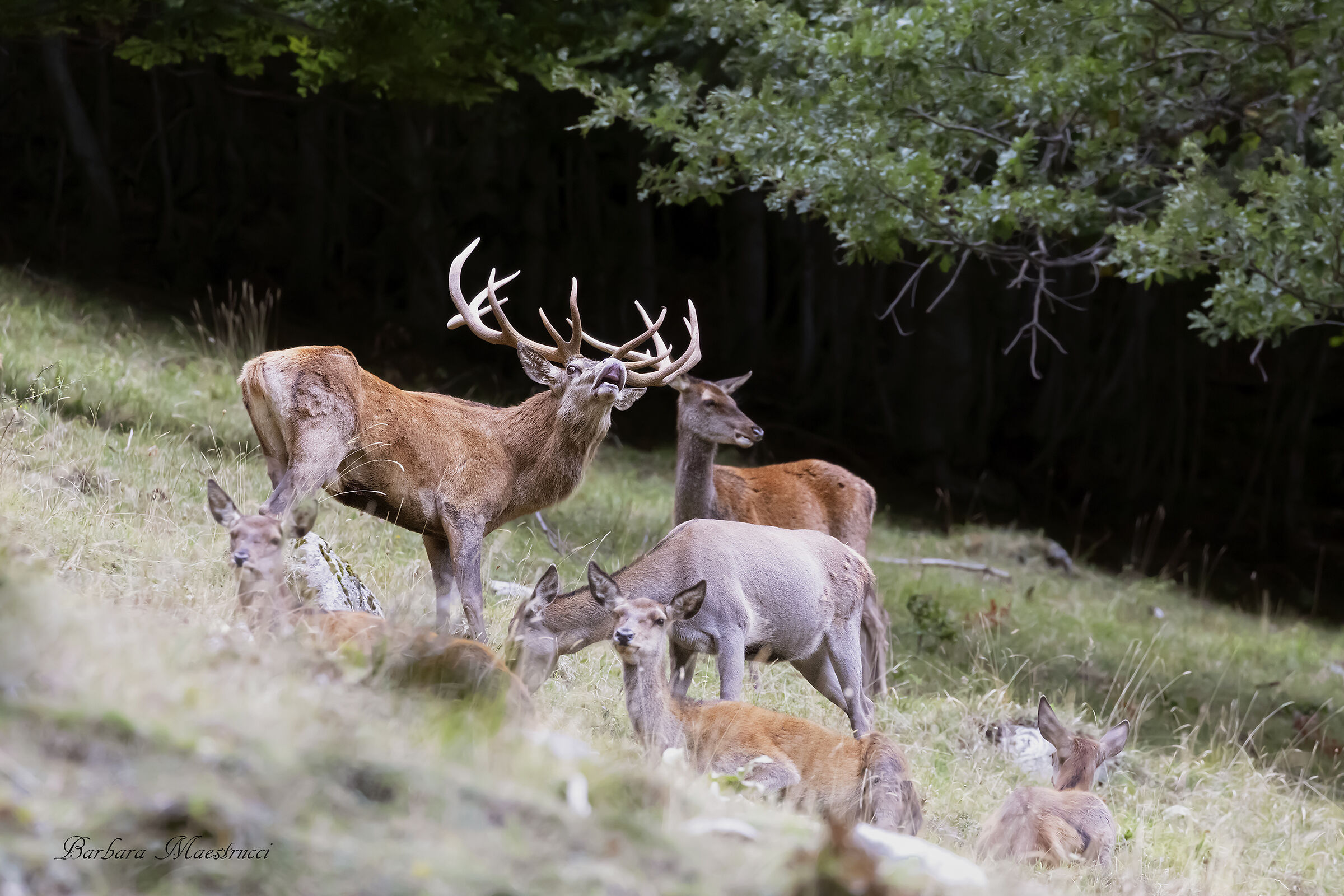 The Sultan and his Harem...