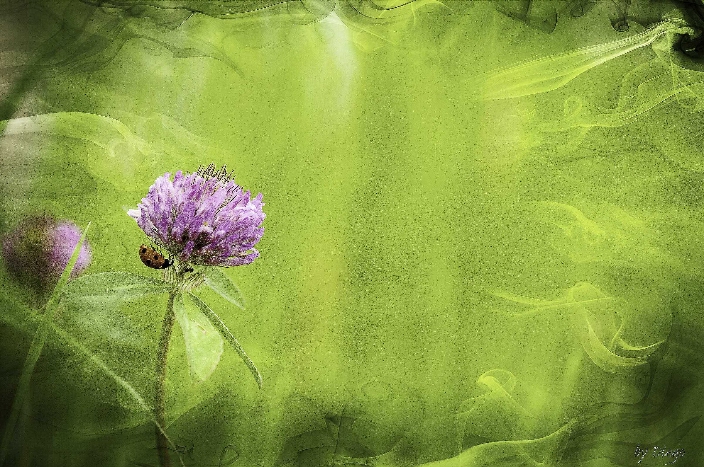 The butterfly's dream, ops... ladybug