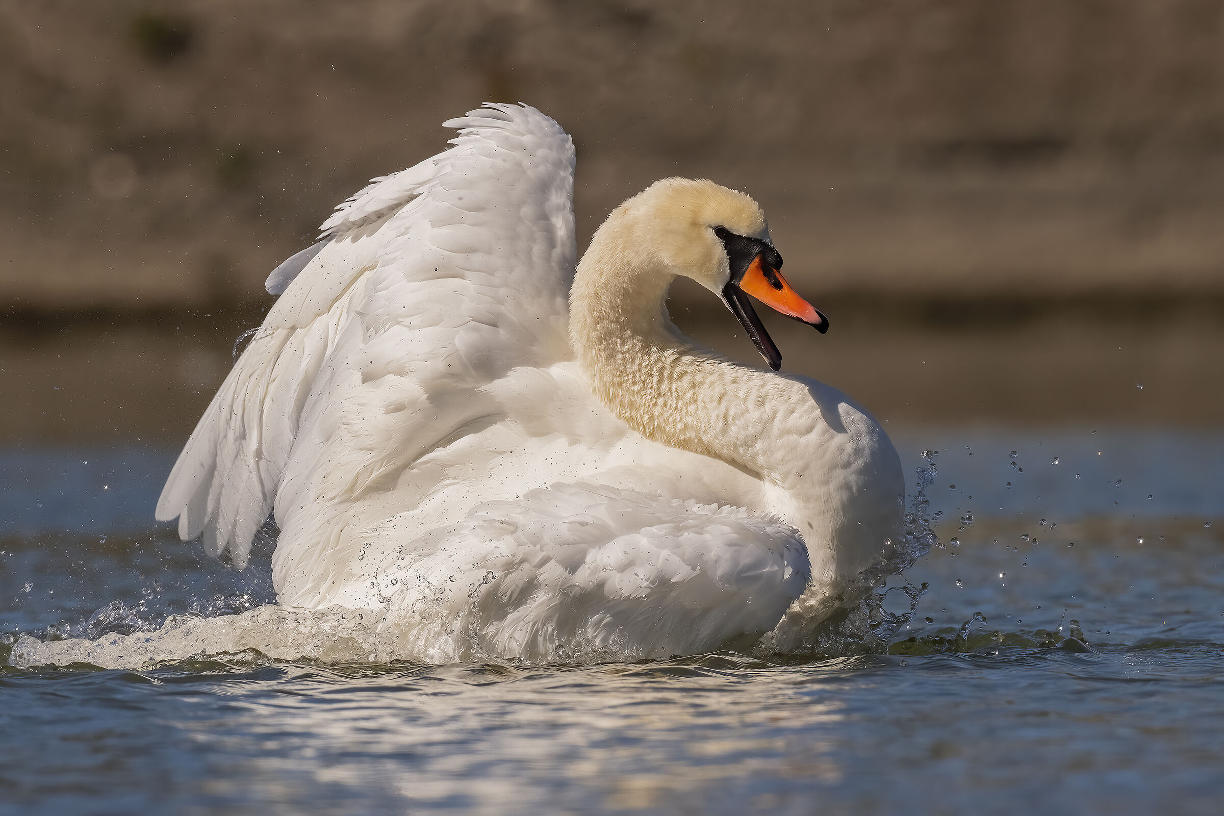 cigno reale