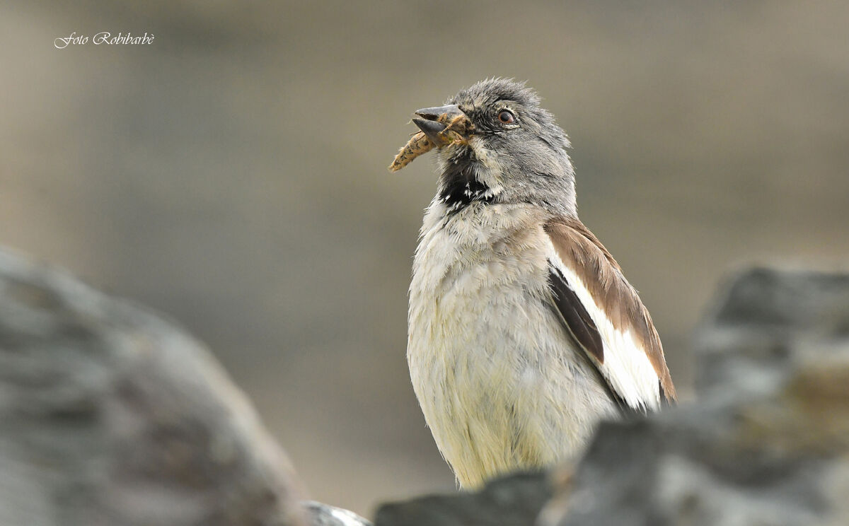 Fringuello alpino...