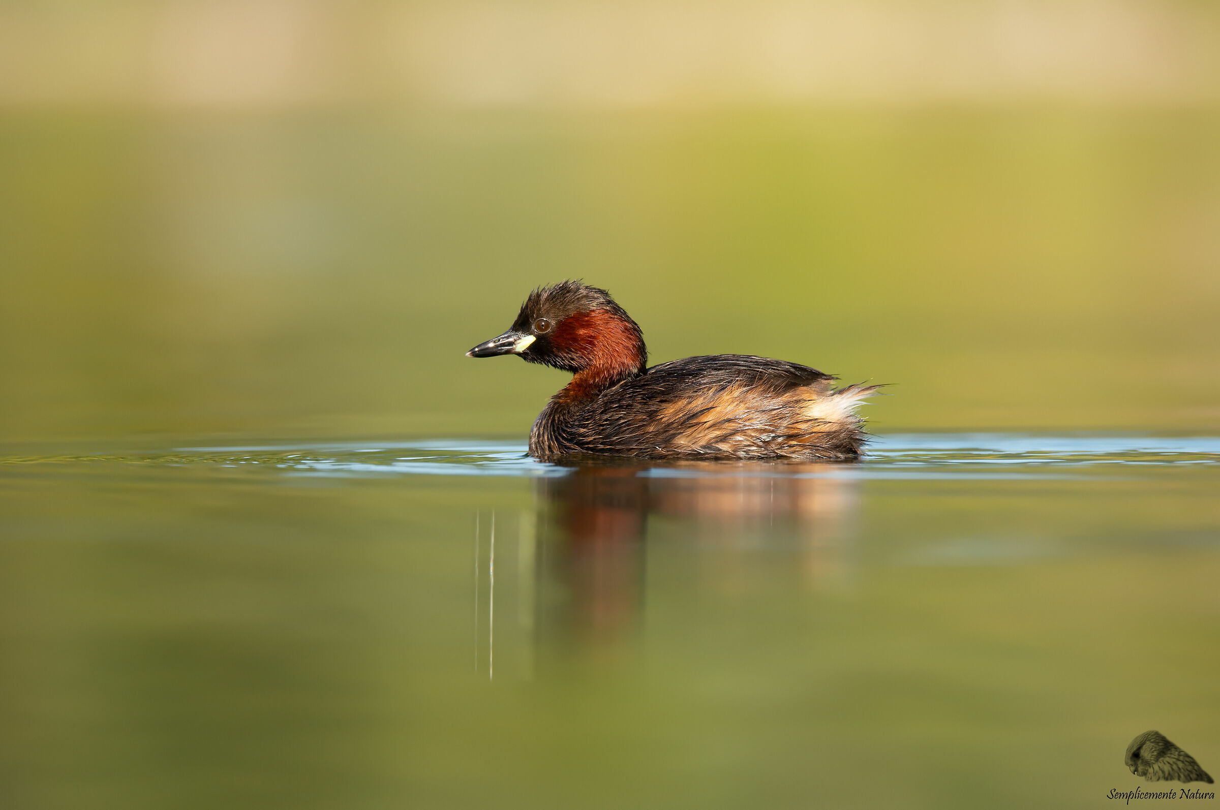 Tuffetto (Tachybaptus ruficollis)