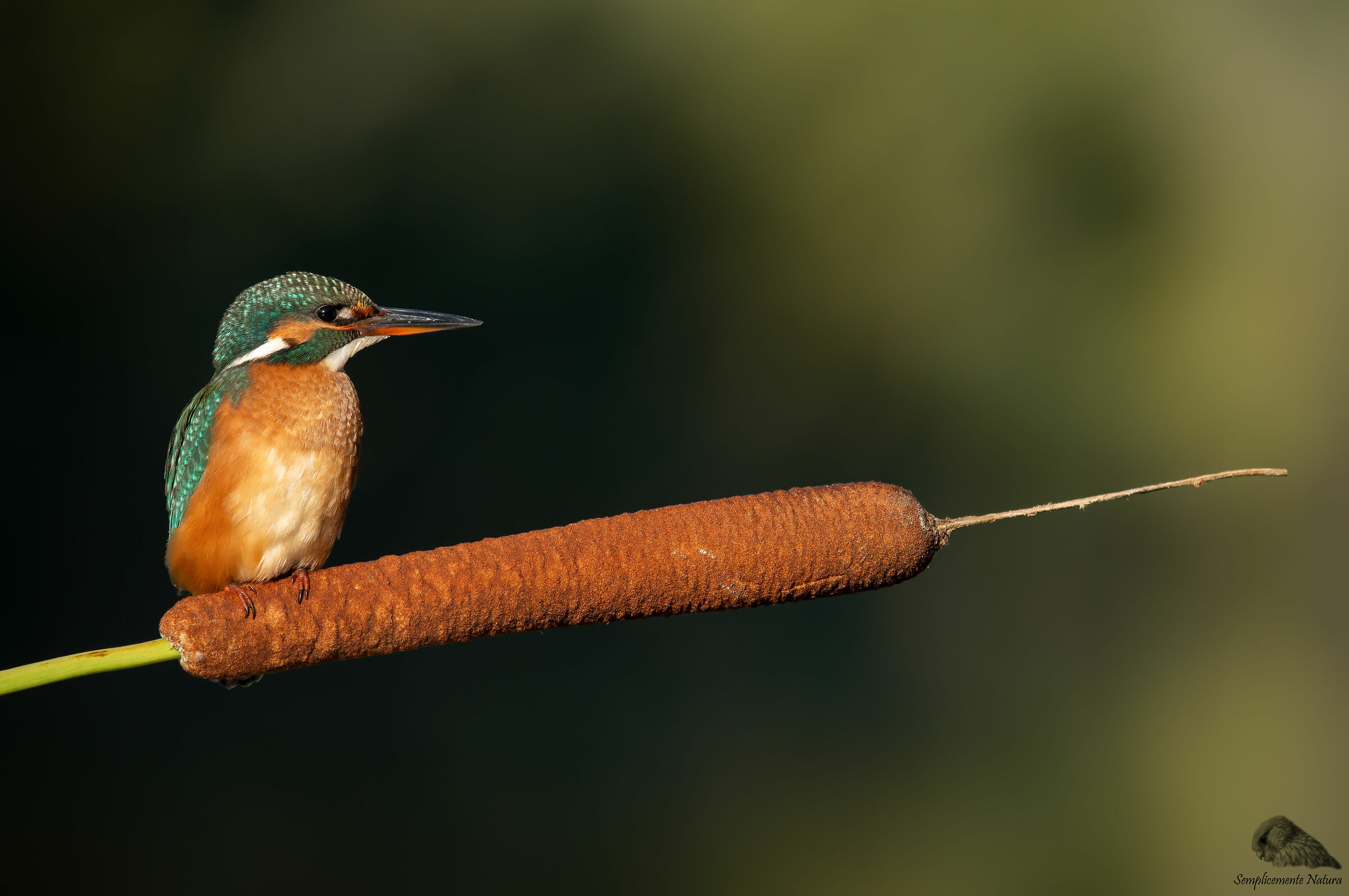 Martin Fisher (Alcedo atthis)
